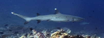 white tip reef shark photo by tia