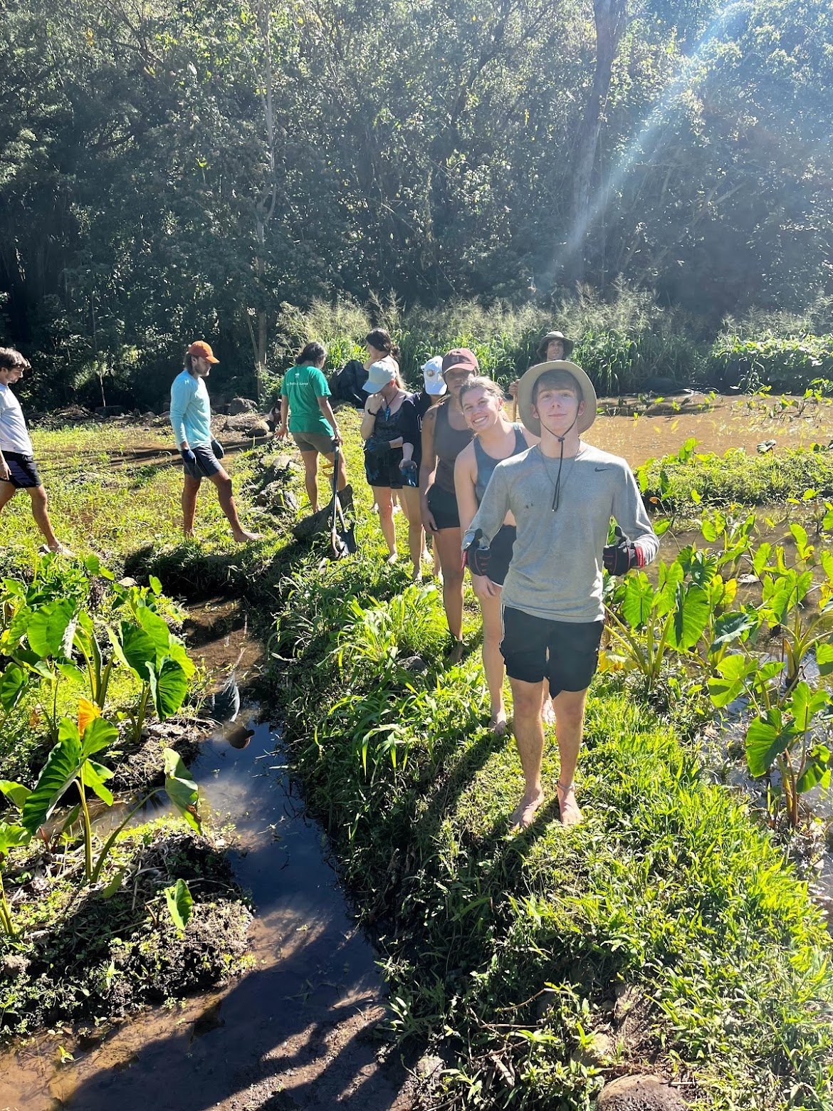 Working on an ancient, 1000+ year old irrigation system for the culturally sacred Kalo plant.