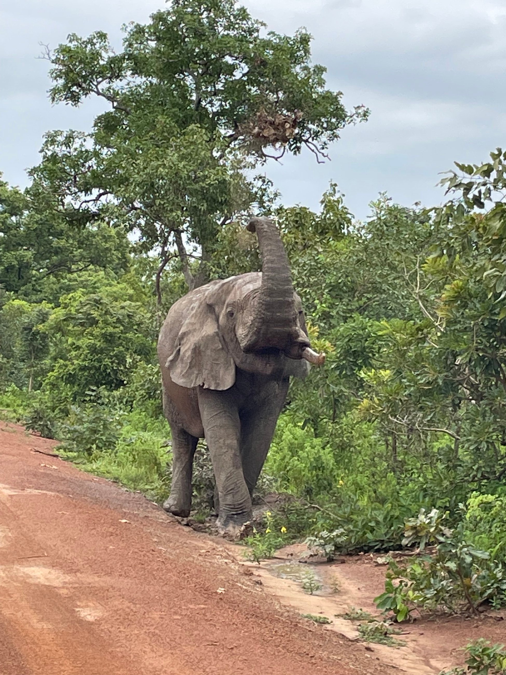 Safari