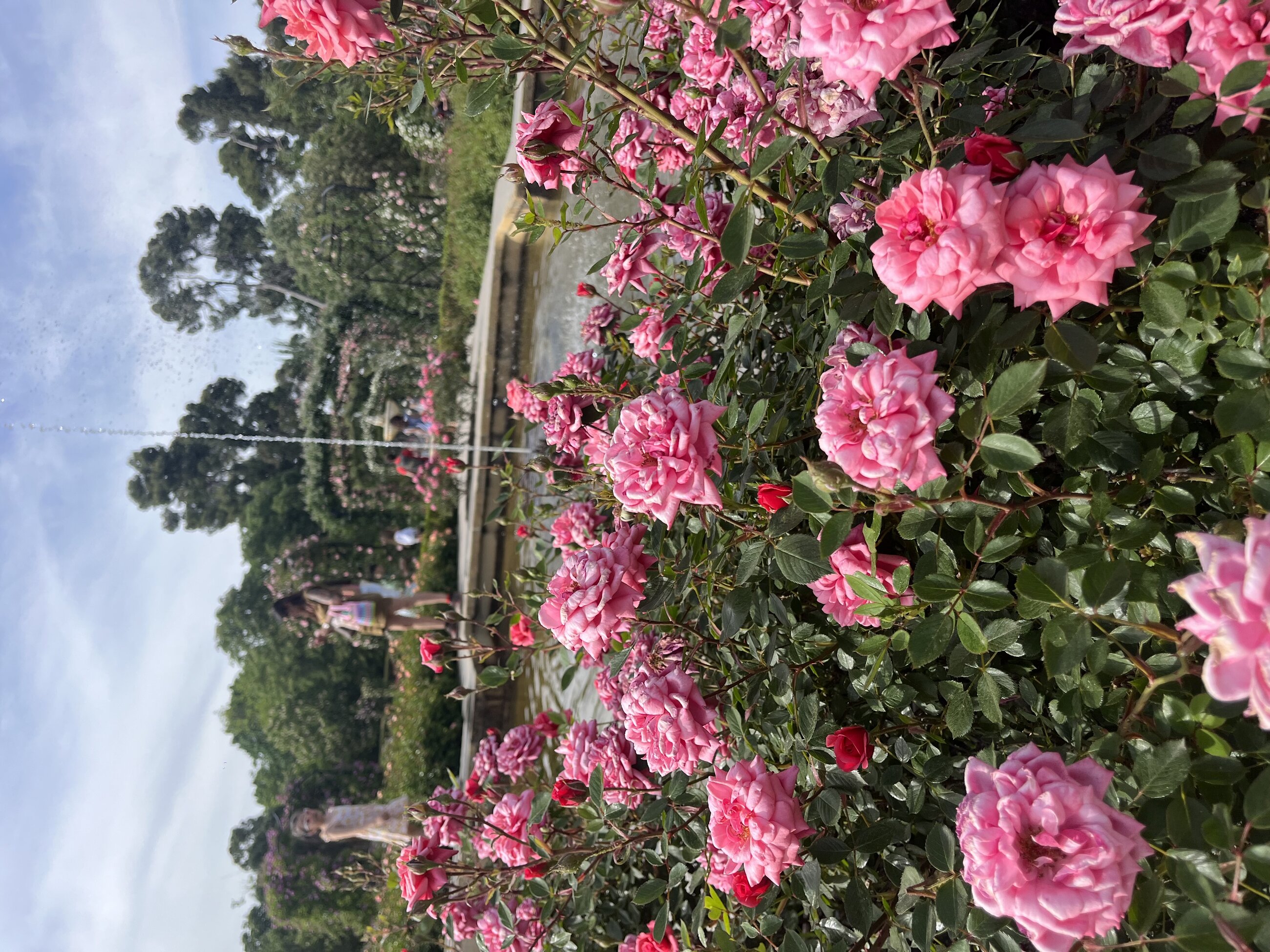 El Retiro Rose Garden