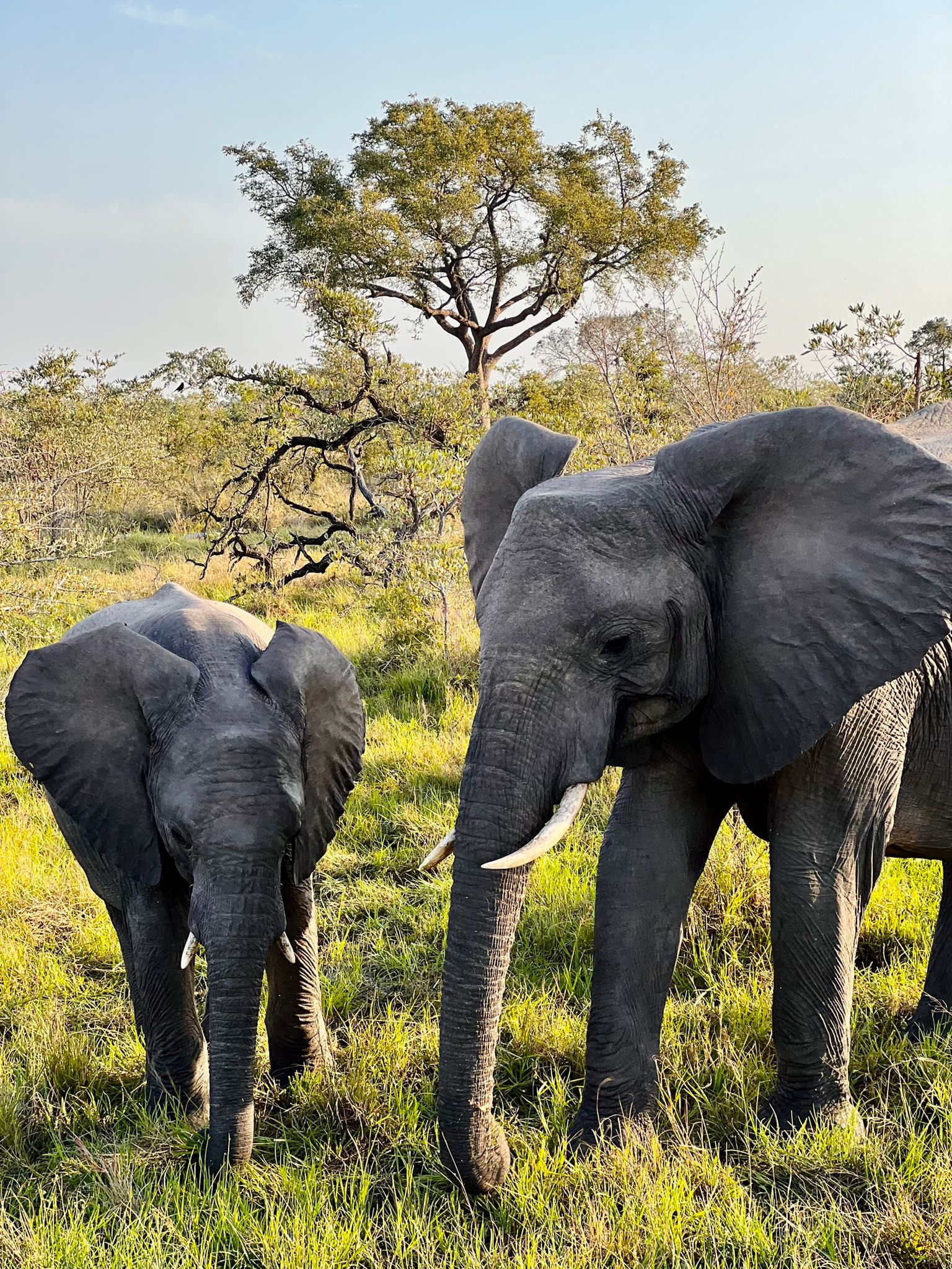 Elephants at Kruger National Park 