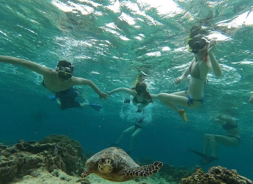 Snorkelling with turtles