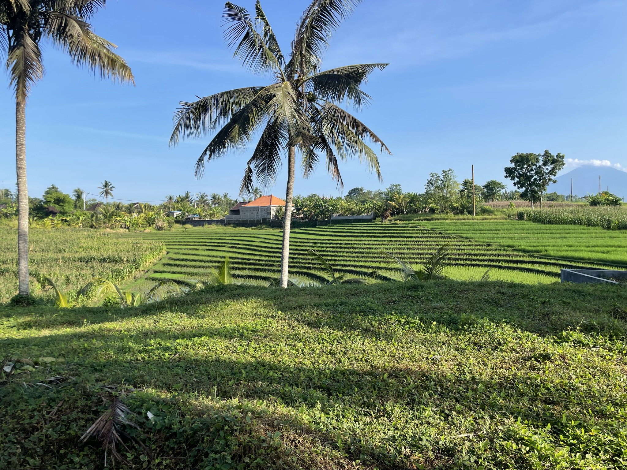 Bali Ricefield