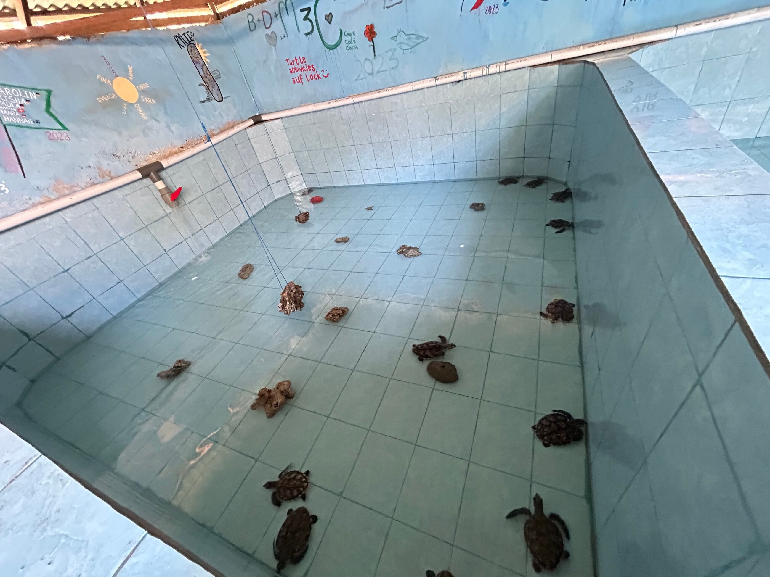 Lovely turtles