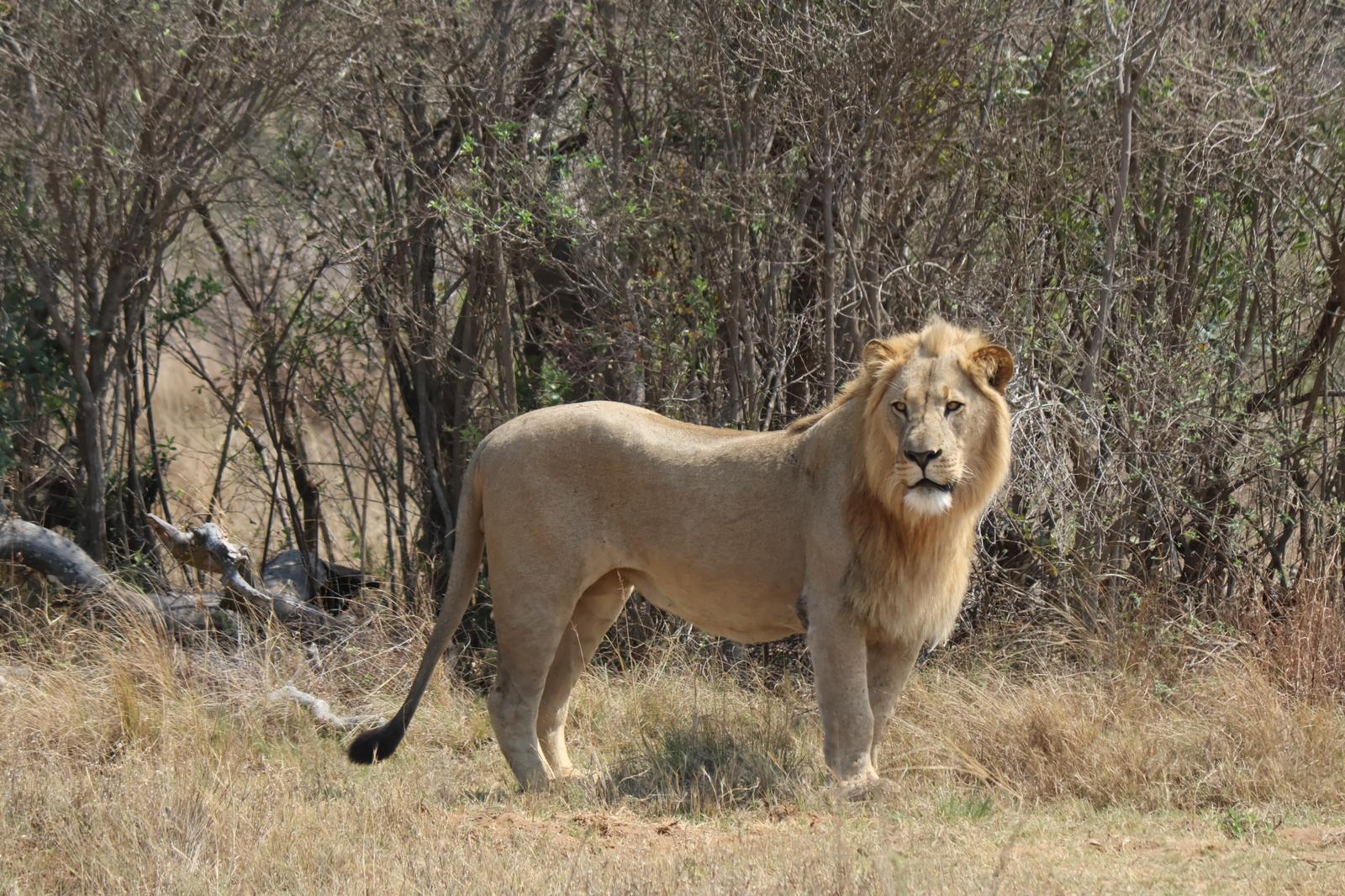 Young male lion