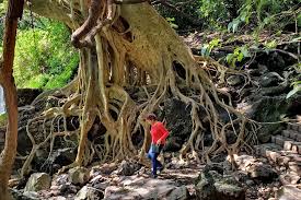 Banyan tree in Tepoztlan