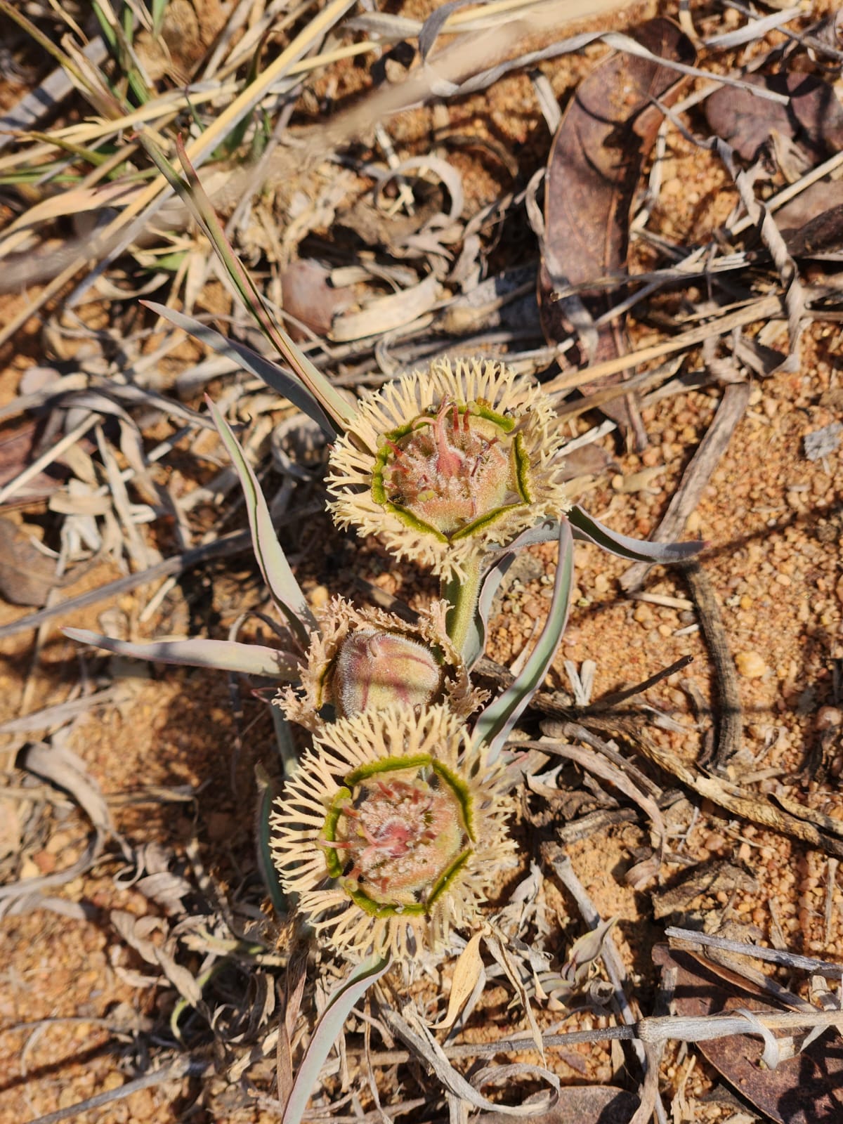 Euphorbia trichadenia