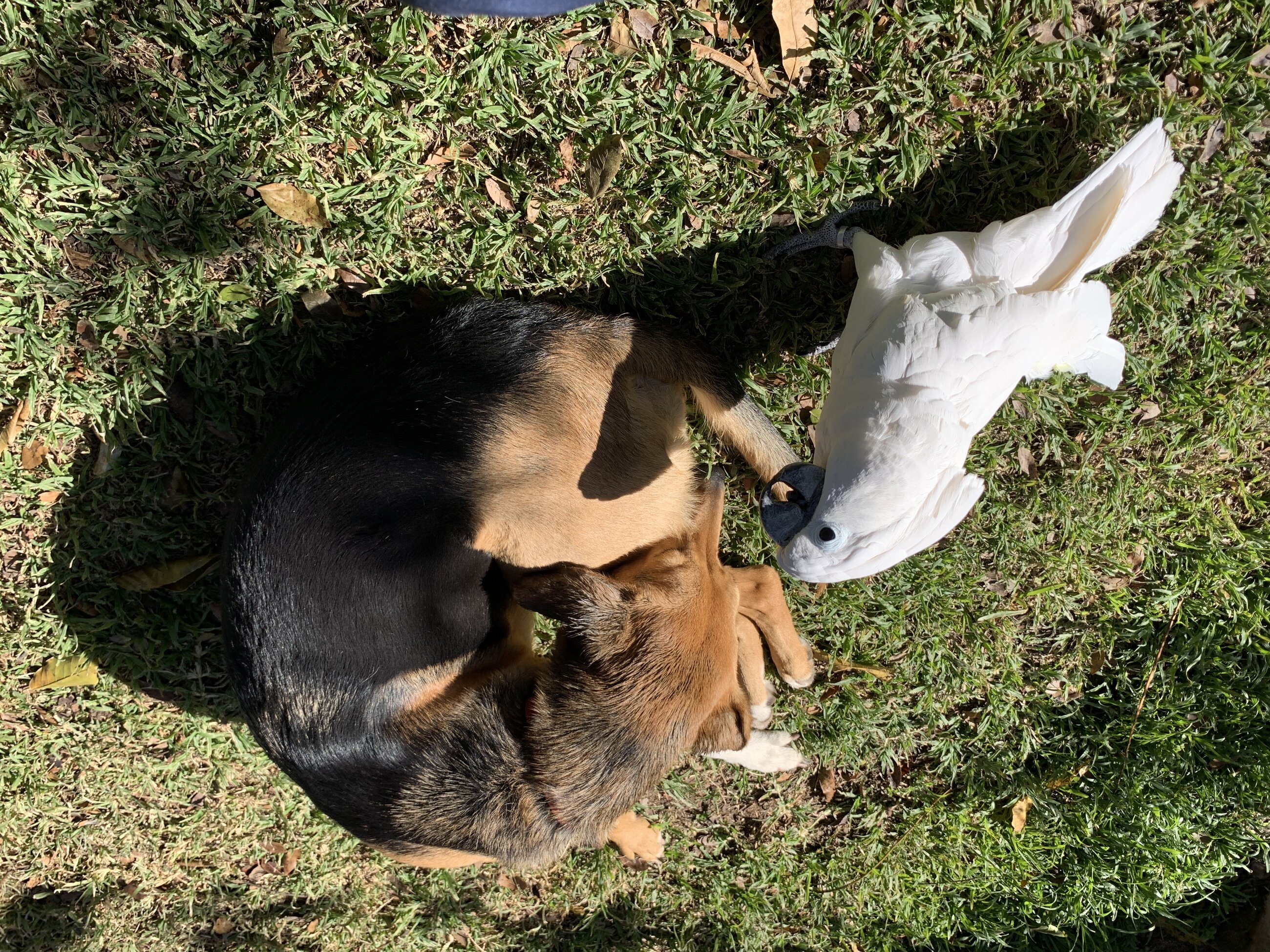 Rambo & Casper