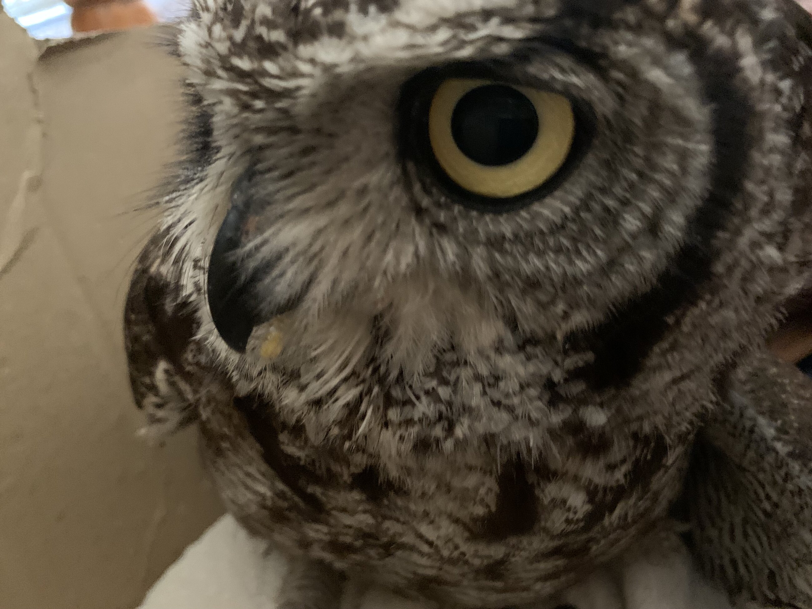 Rescued owl