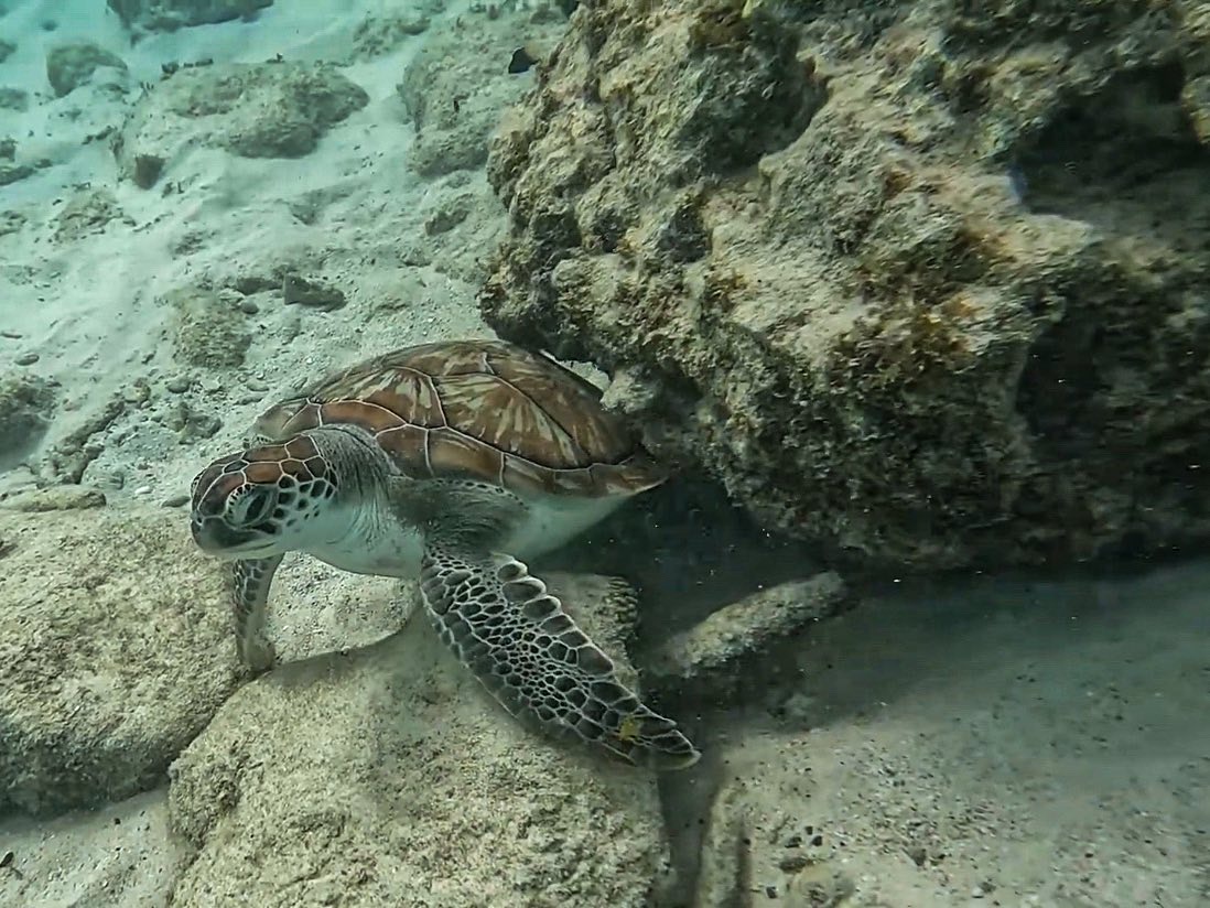 Green Sea Turtle!