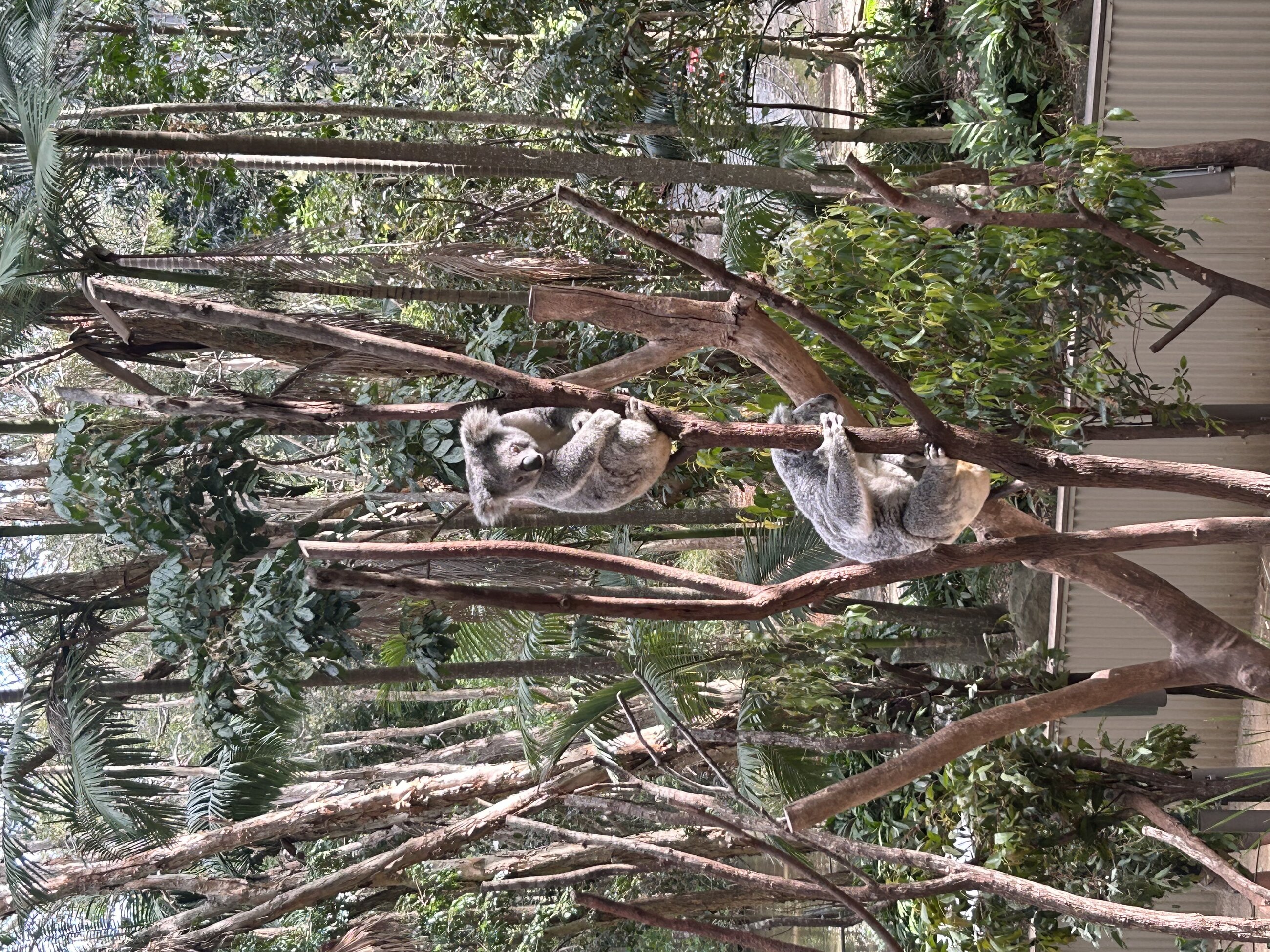 Koala visits booked through this agency 