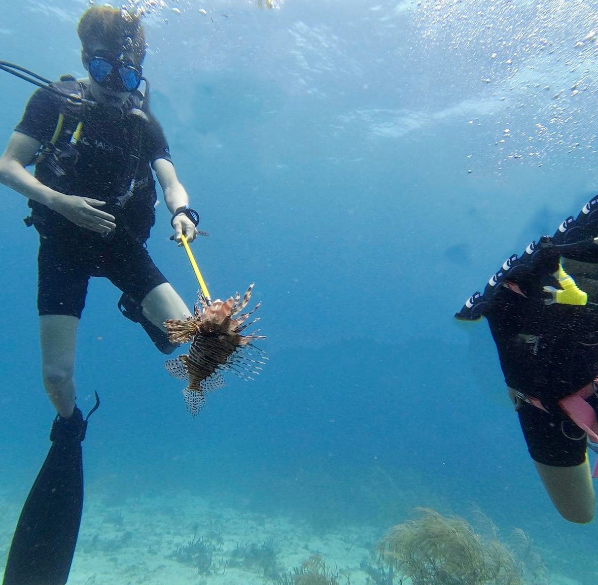 Lionfish containment