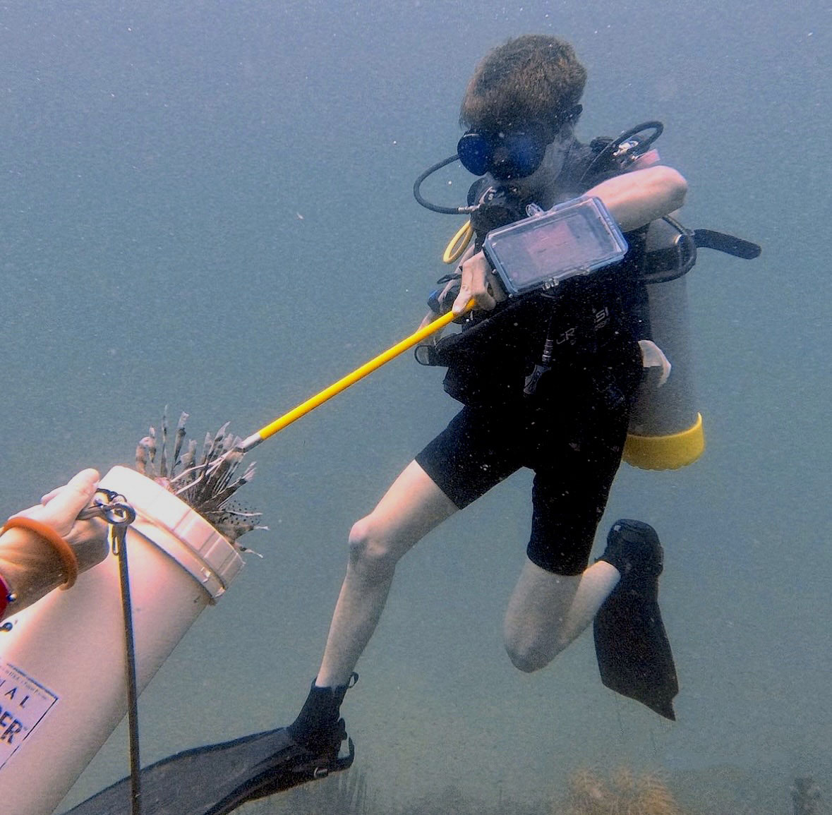 Lionfish containment