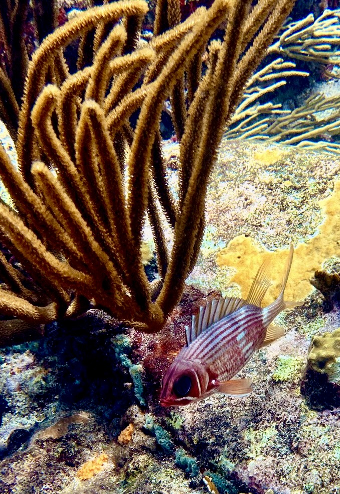 Awesome diving