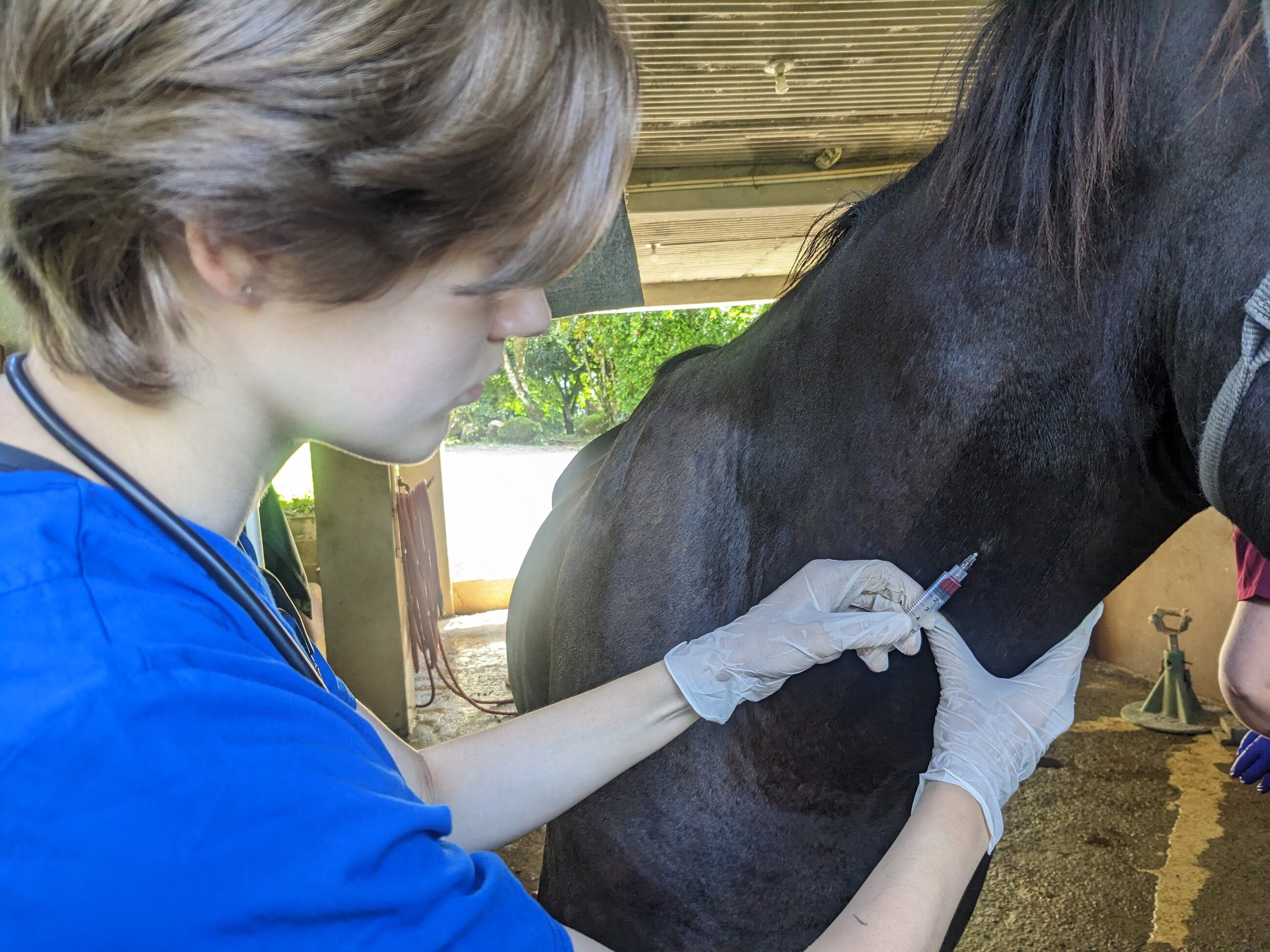 Venipuncture on a horse 