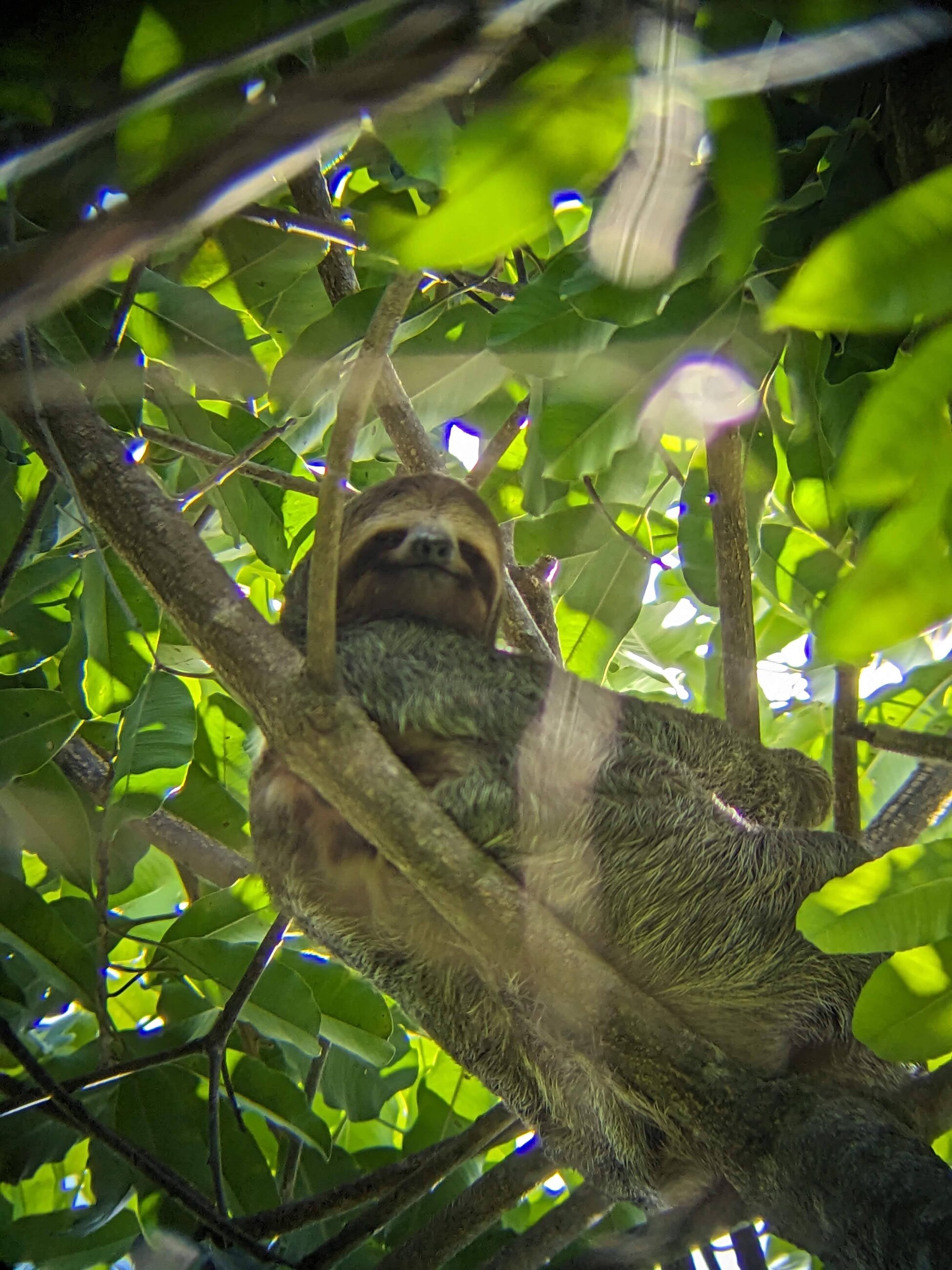 Spotting a 3 toed sloth on a hike!