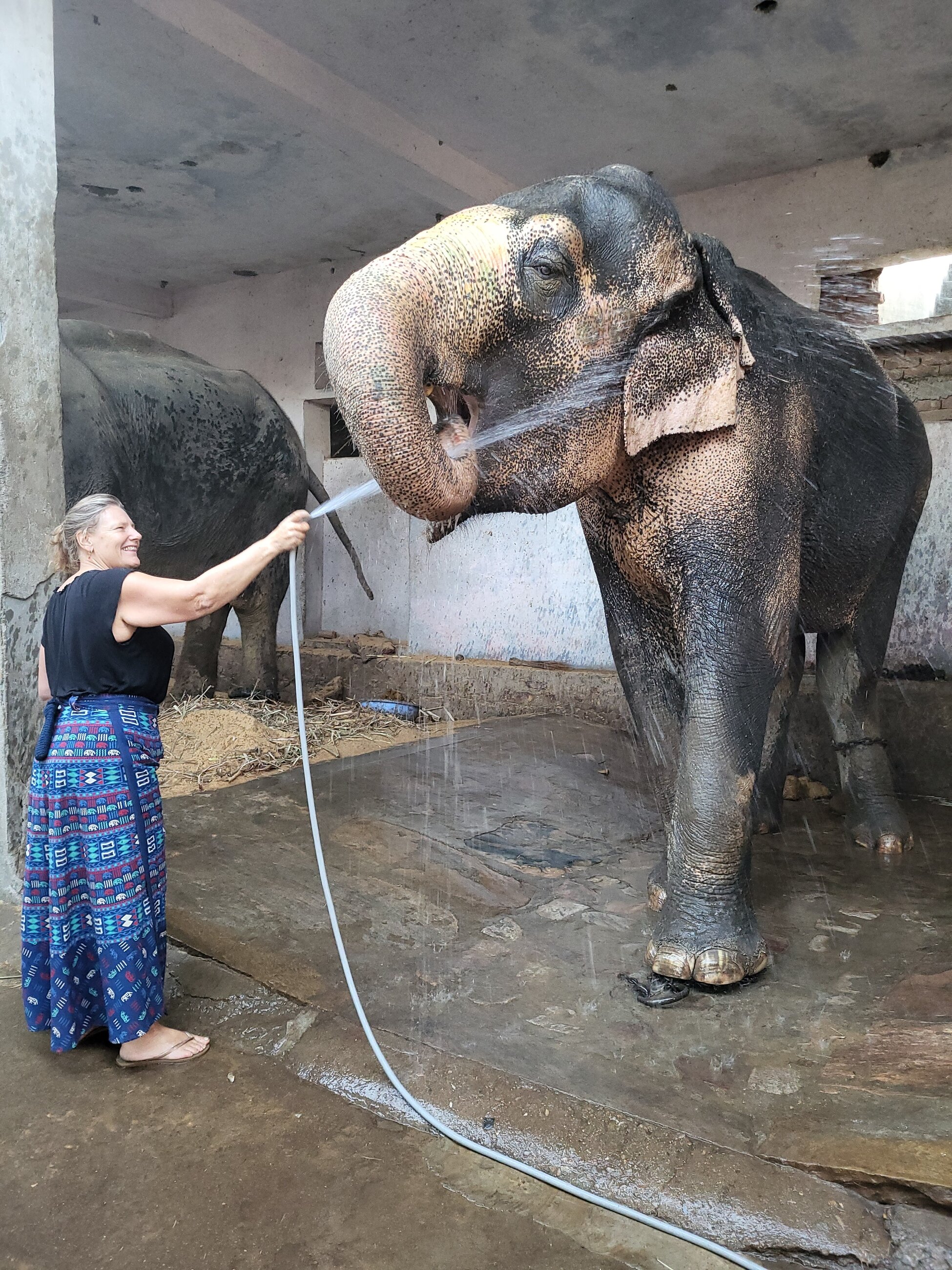 washing elephants