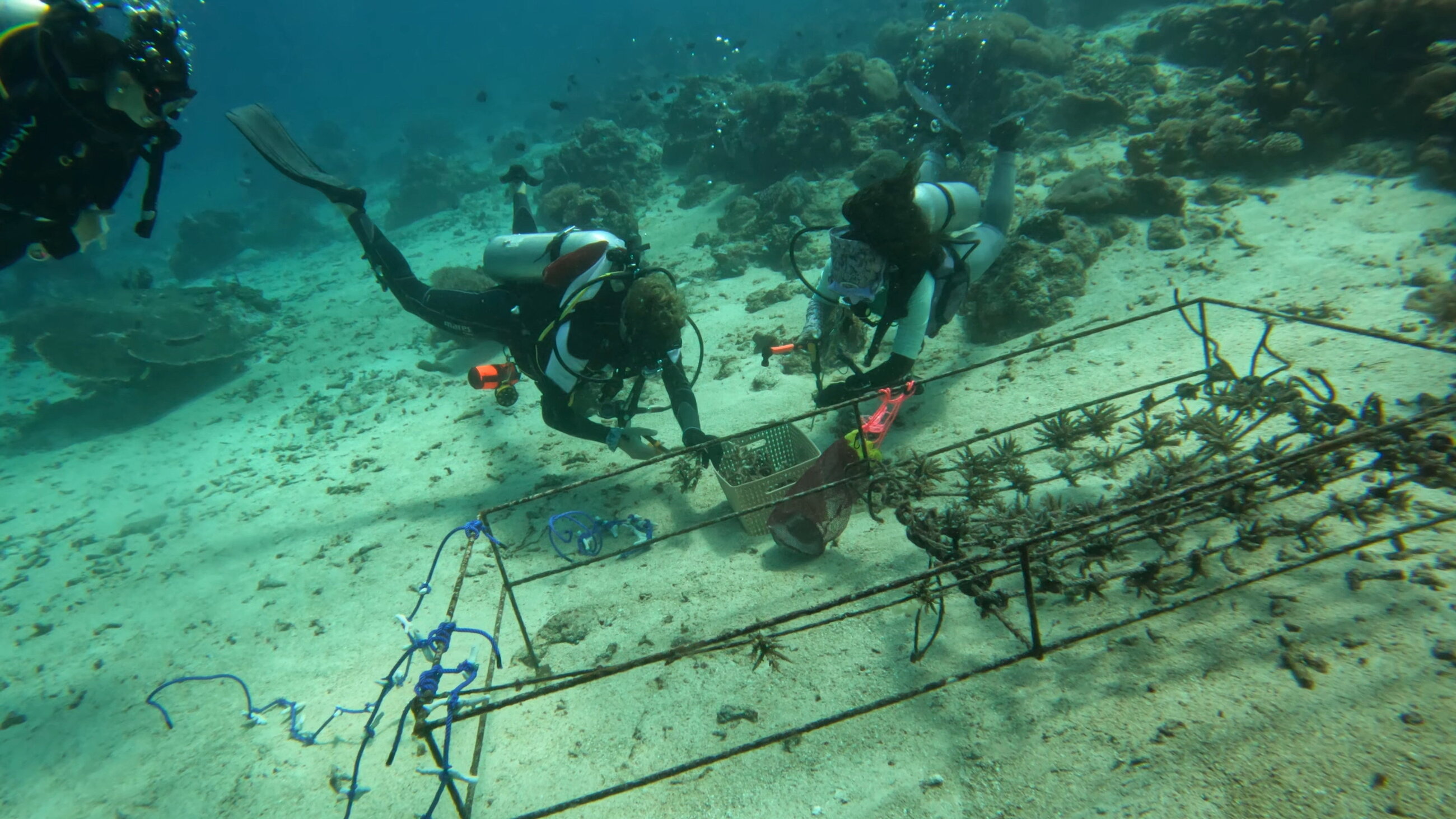 Coral restauration