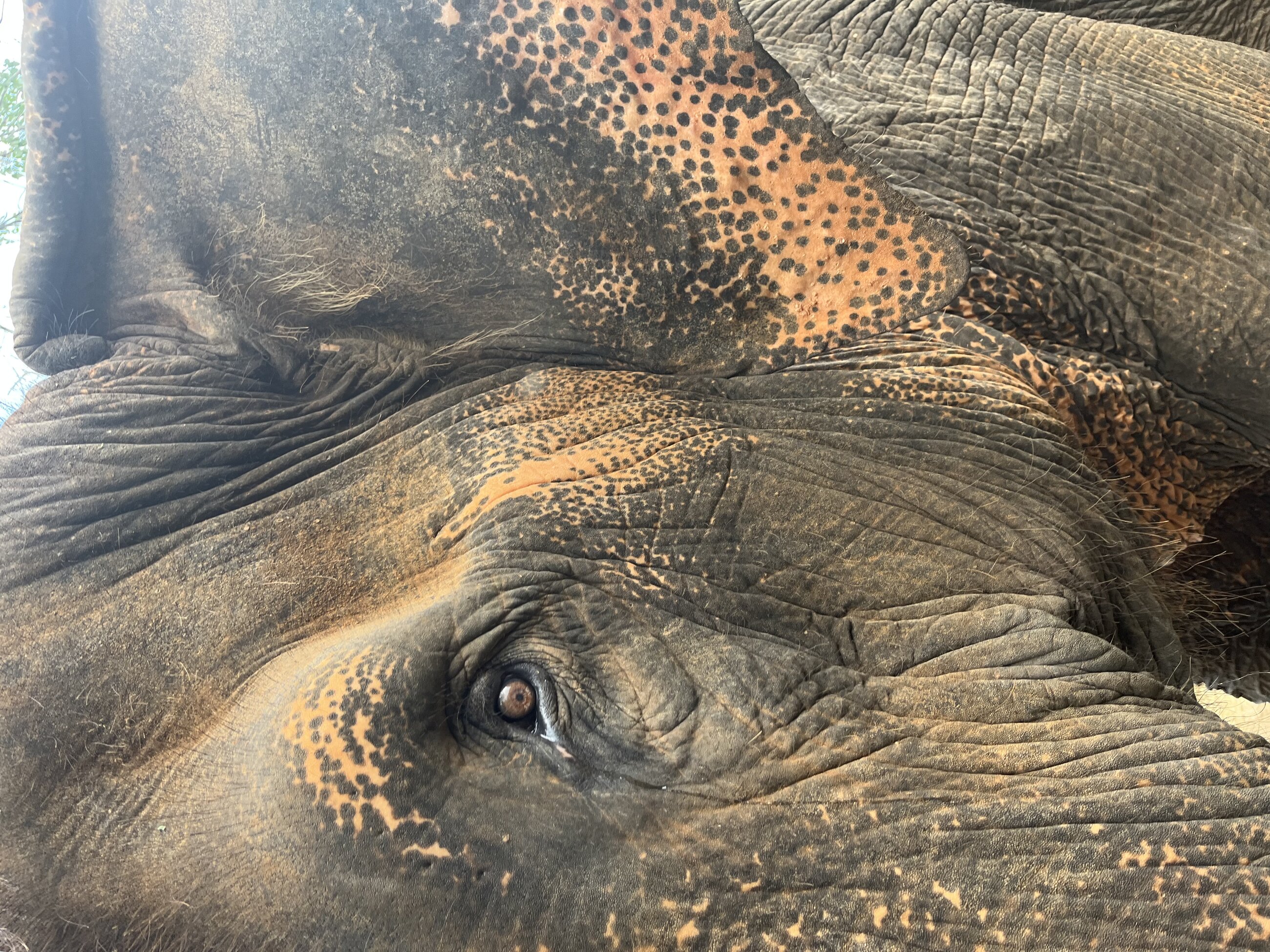Who doesn't love feeding some elephants.