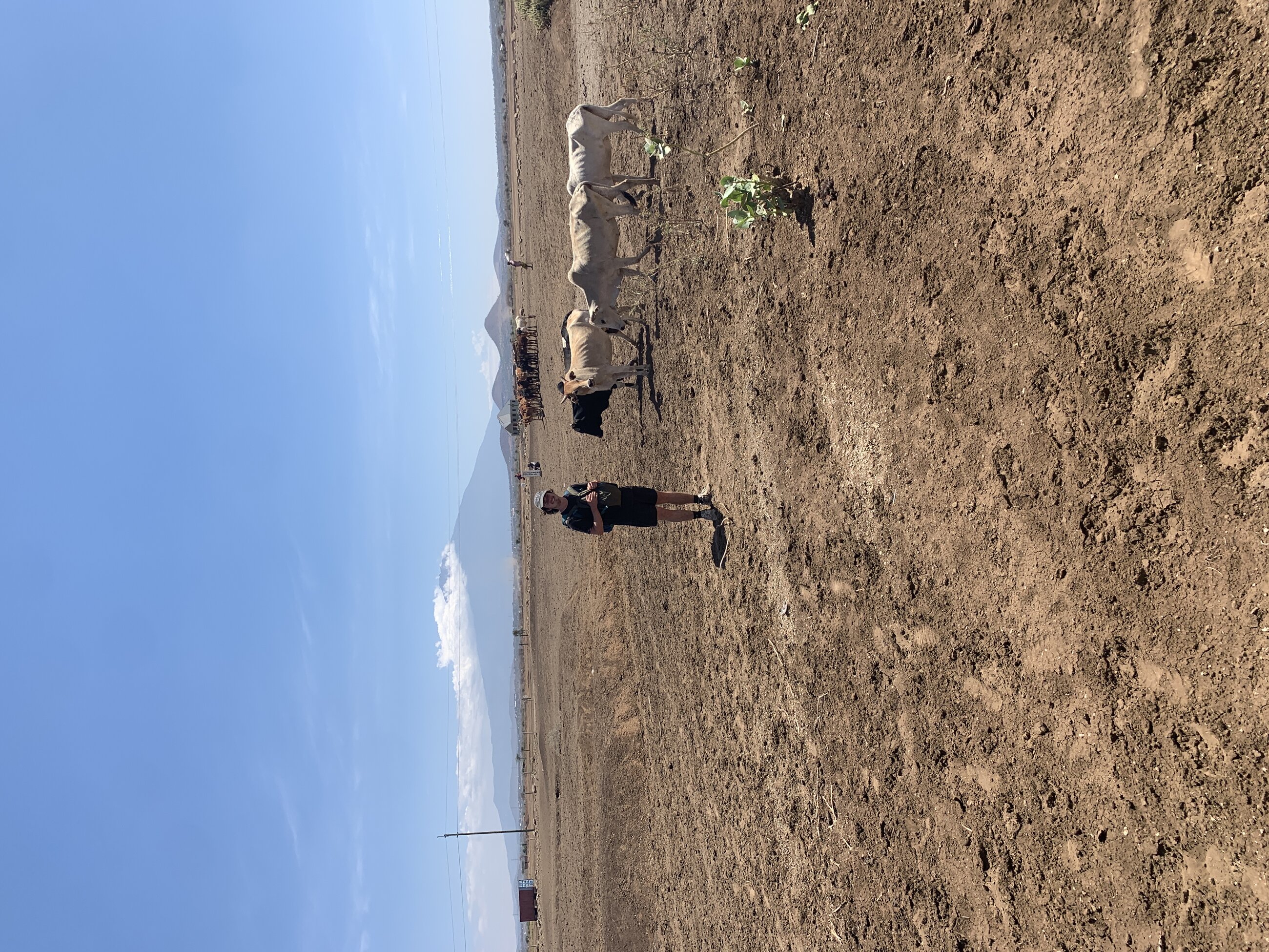 Cows and Kilimanjaro