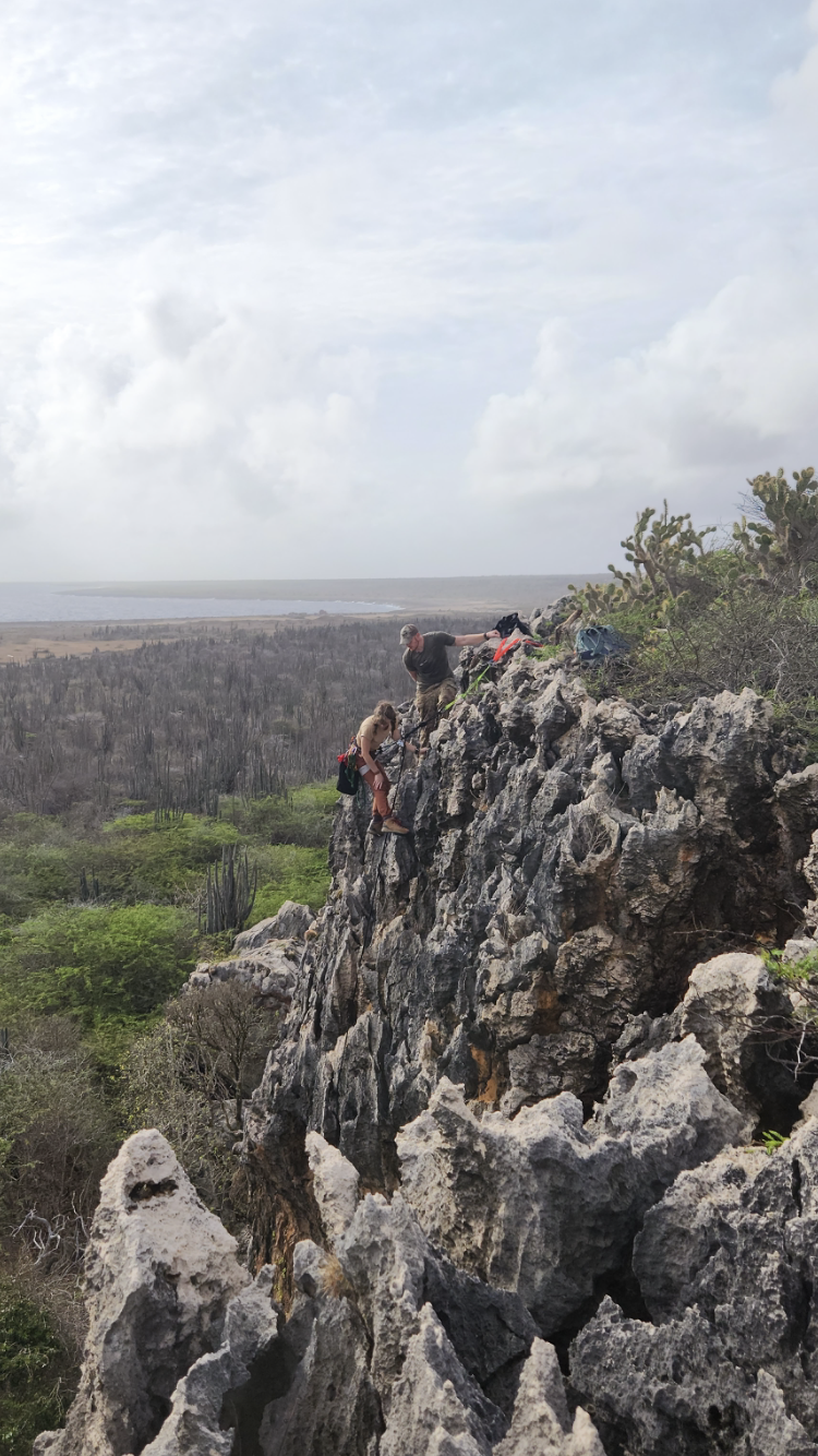 rappelling to inspect a nest