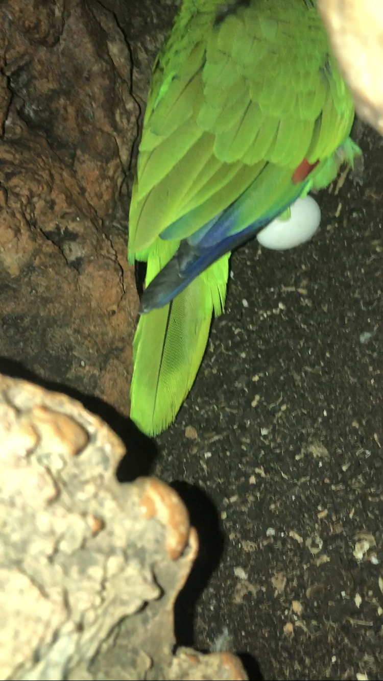 an egg found in a nest near the beginning of the breeding season!