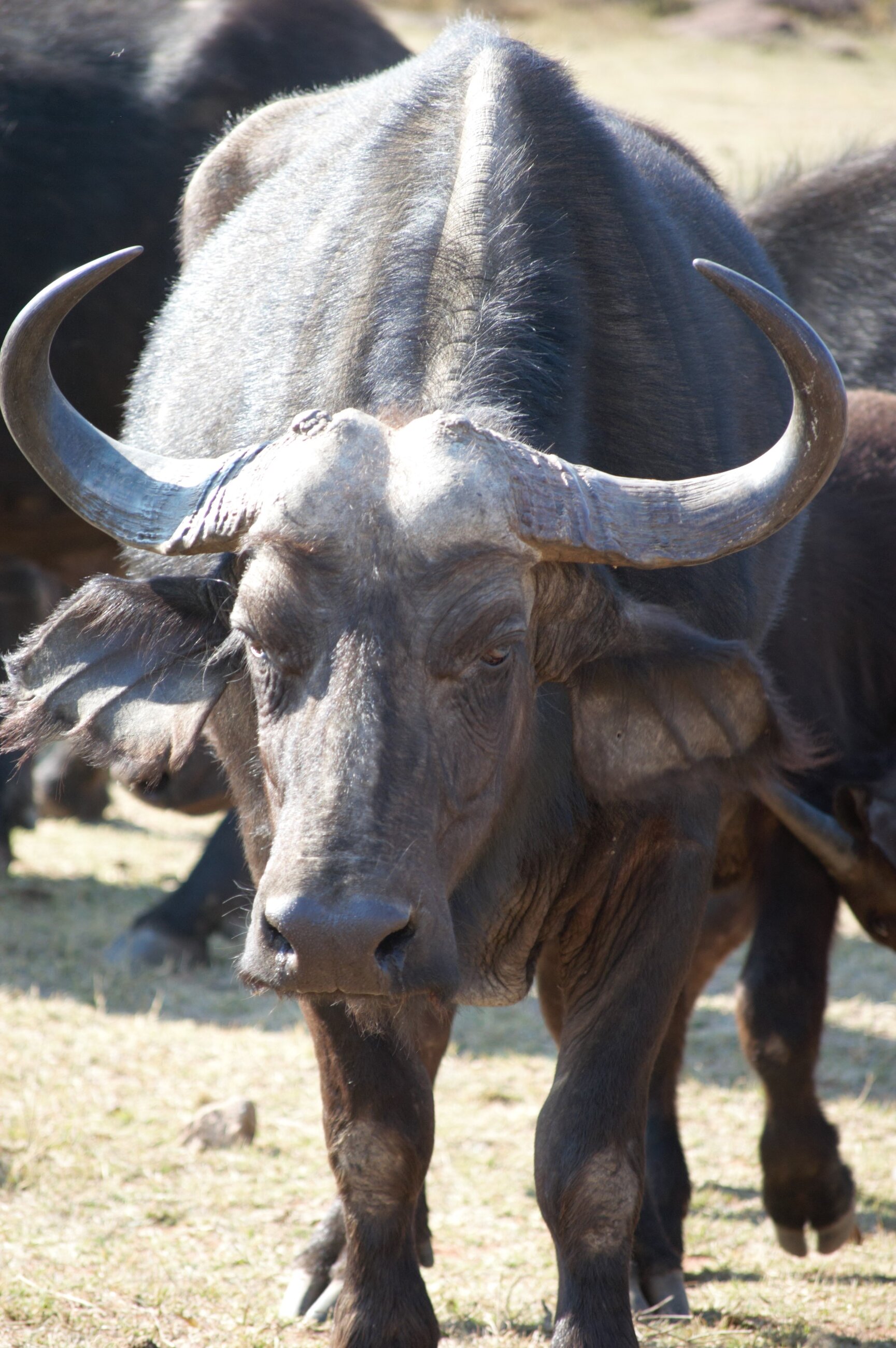 Buffalo!