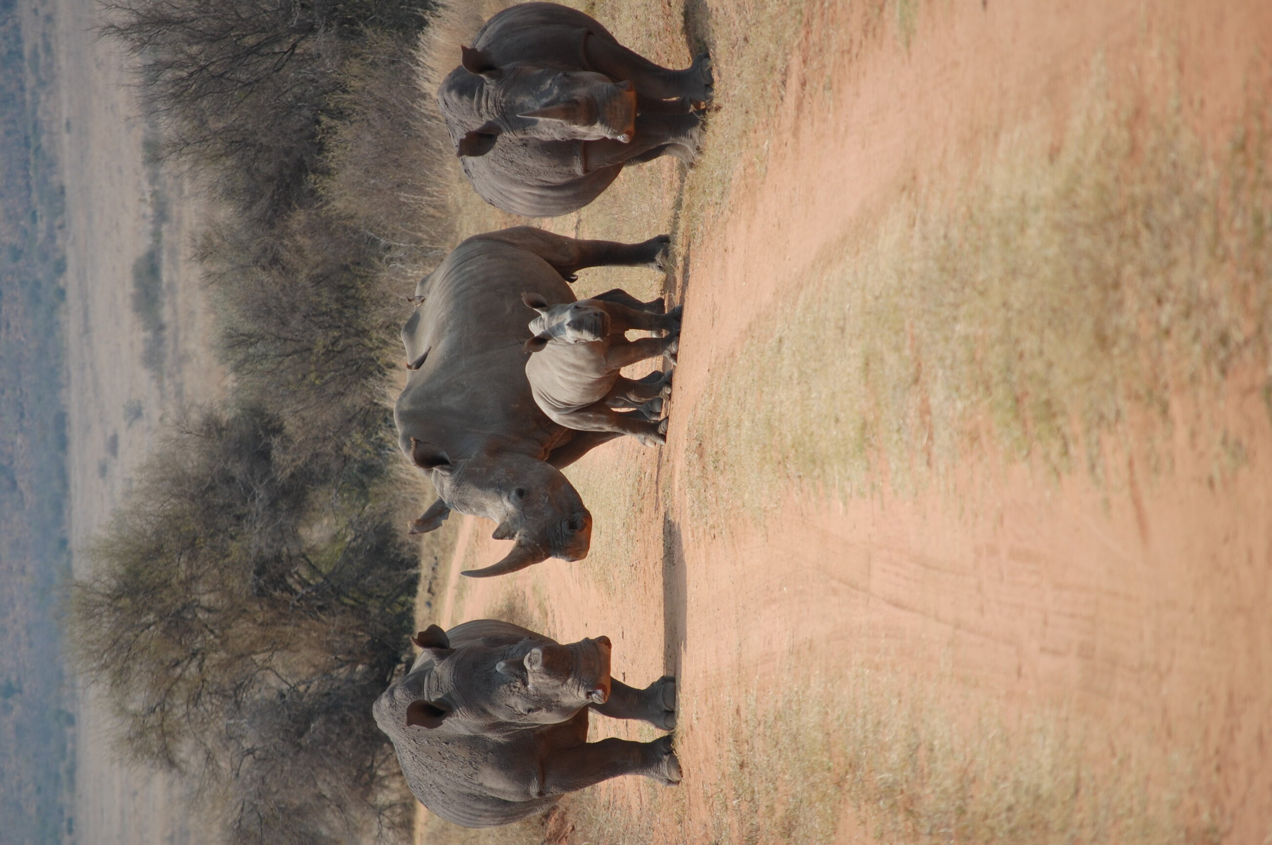 Rhino gang