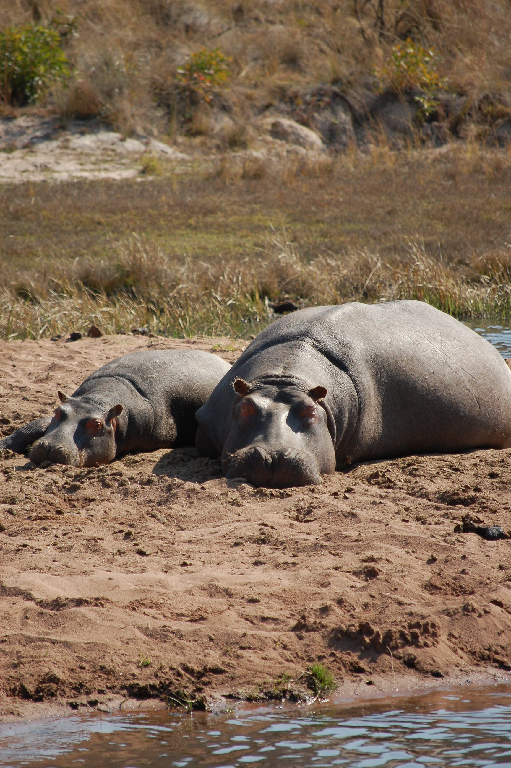 Hippo