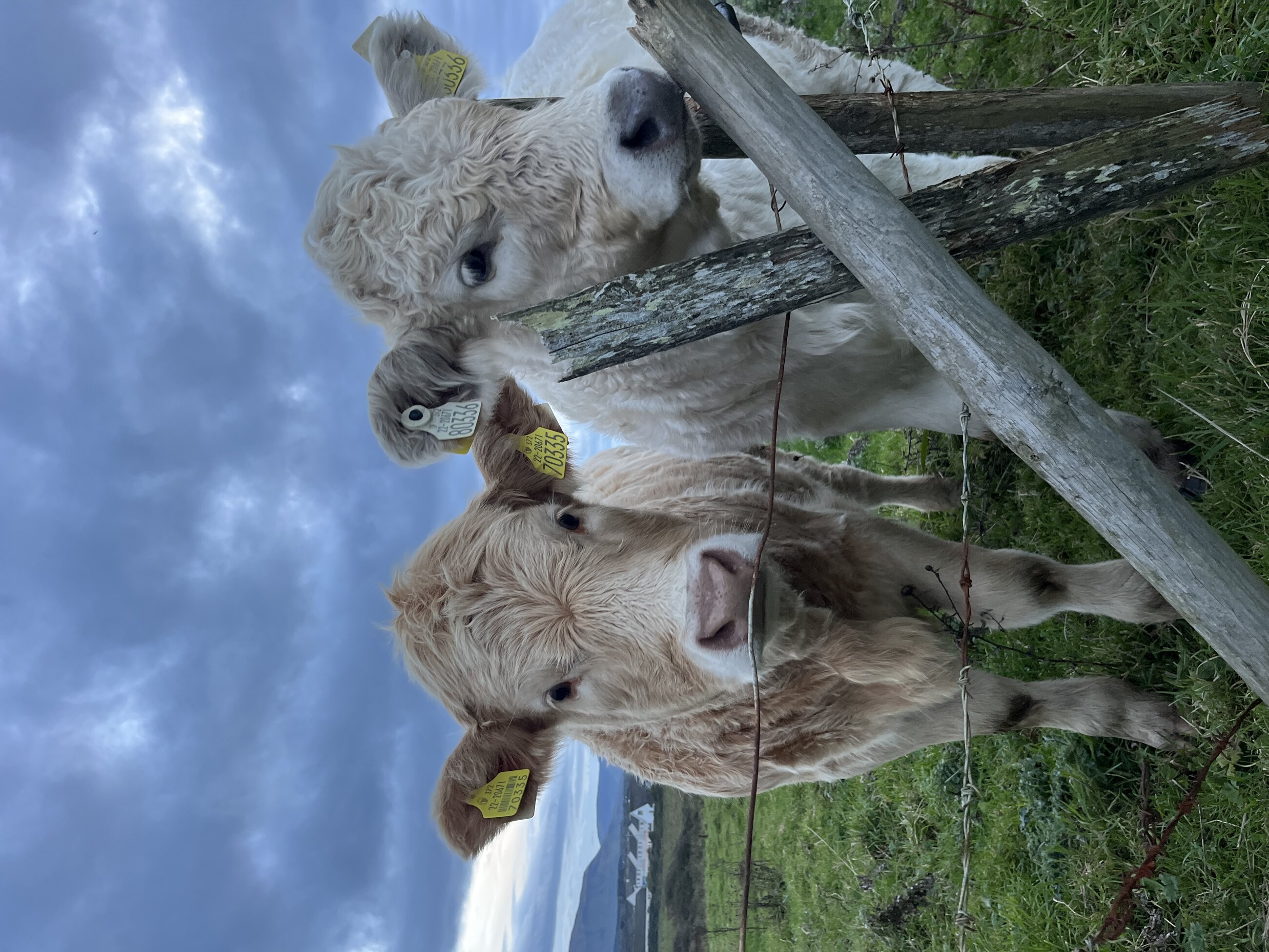 cows