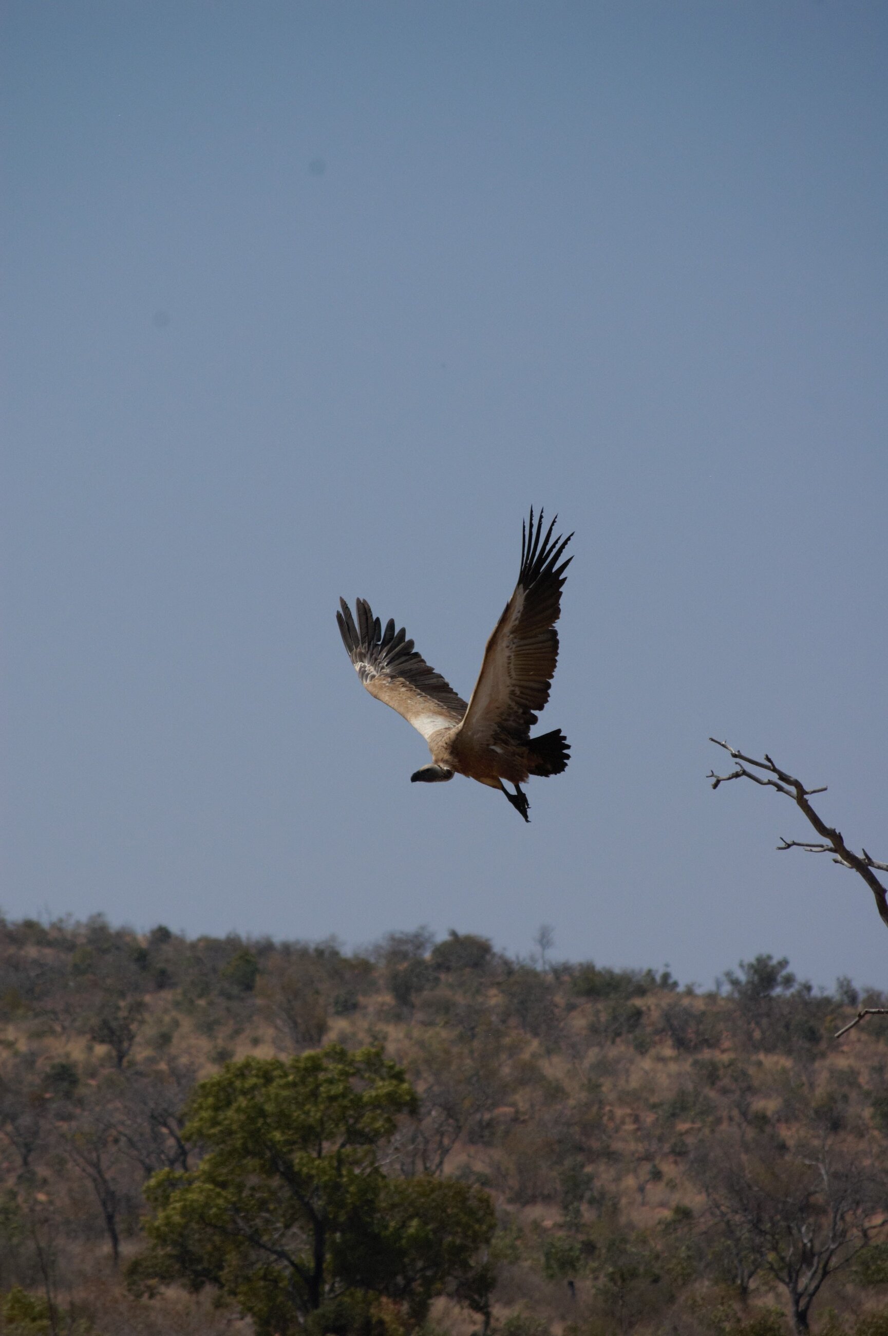Vulture