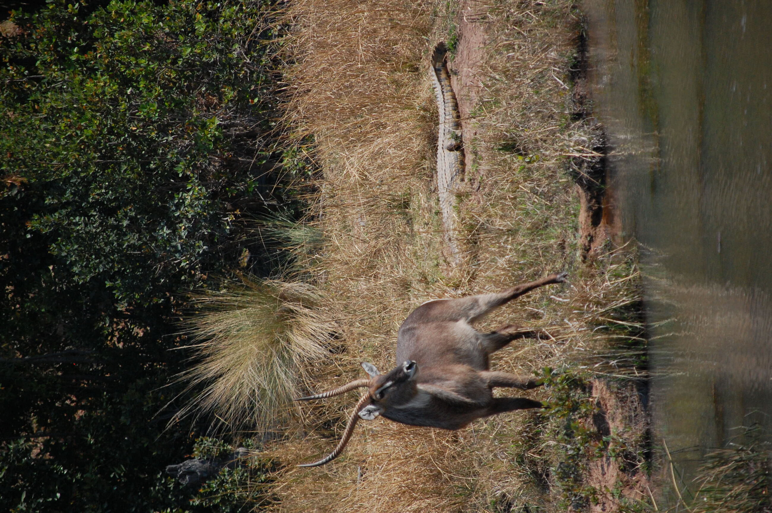 Waterbuck and croc