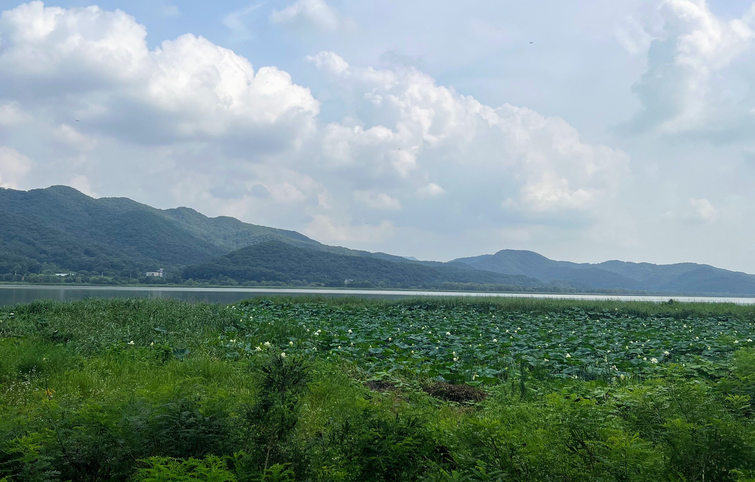 Lotus flowers in Yangsu