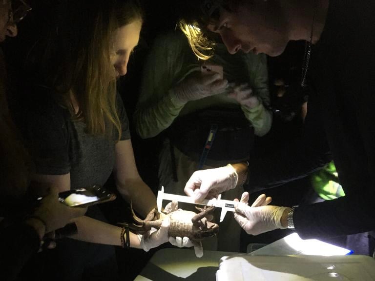 Measuring a huge toad during amphibian inventory