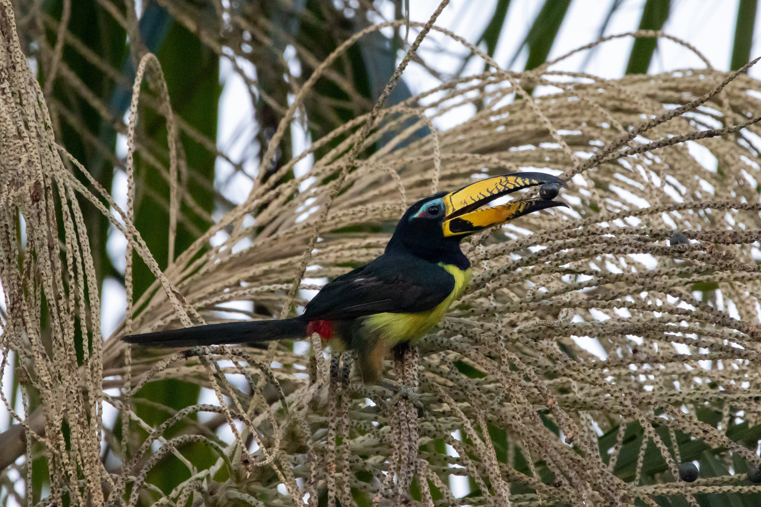 A lettered aracari seen from the volunteer house