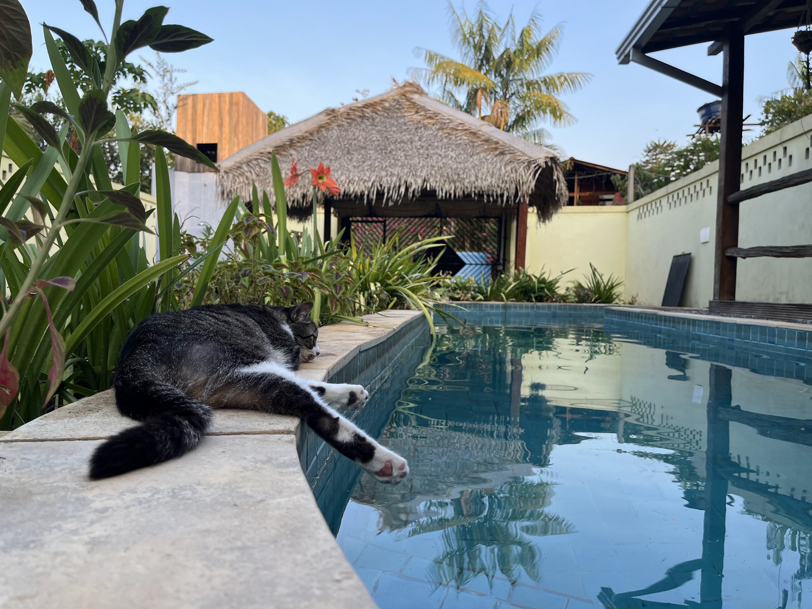 Nala the resident cat napping by the pool