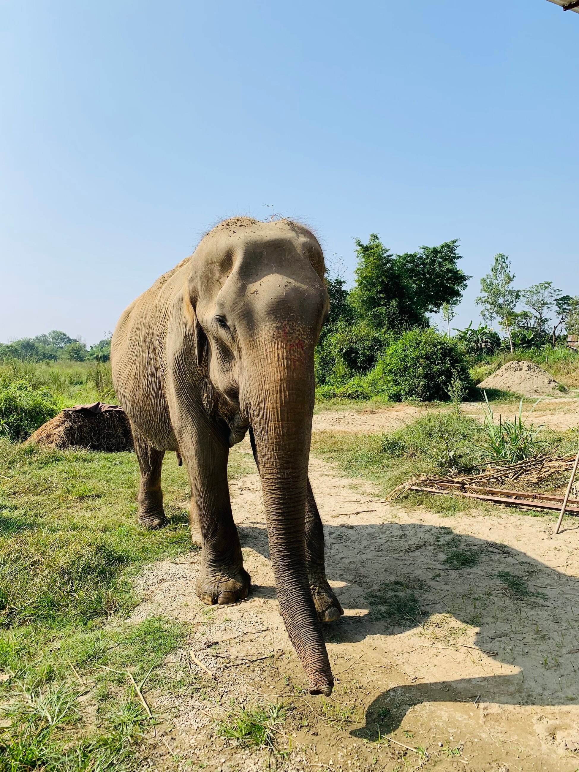 Elephant sanctuary 