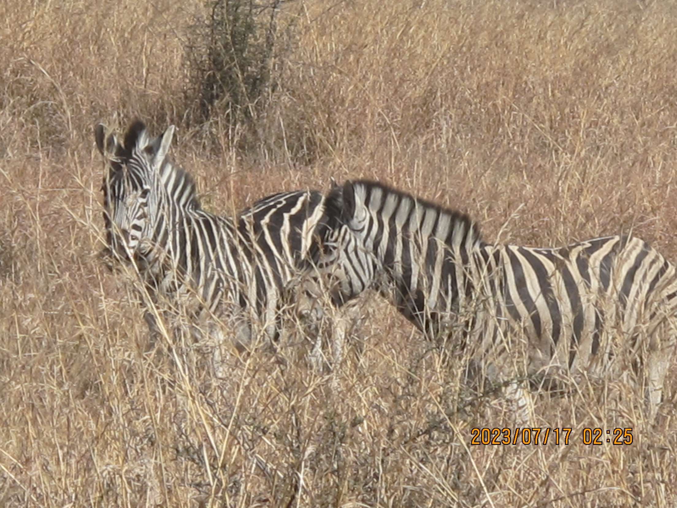 Zebras