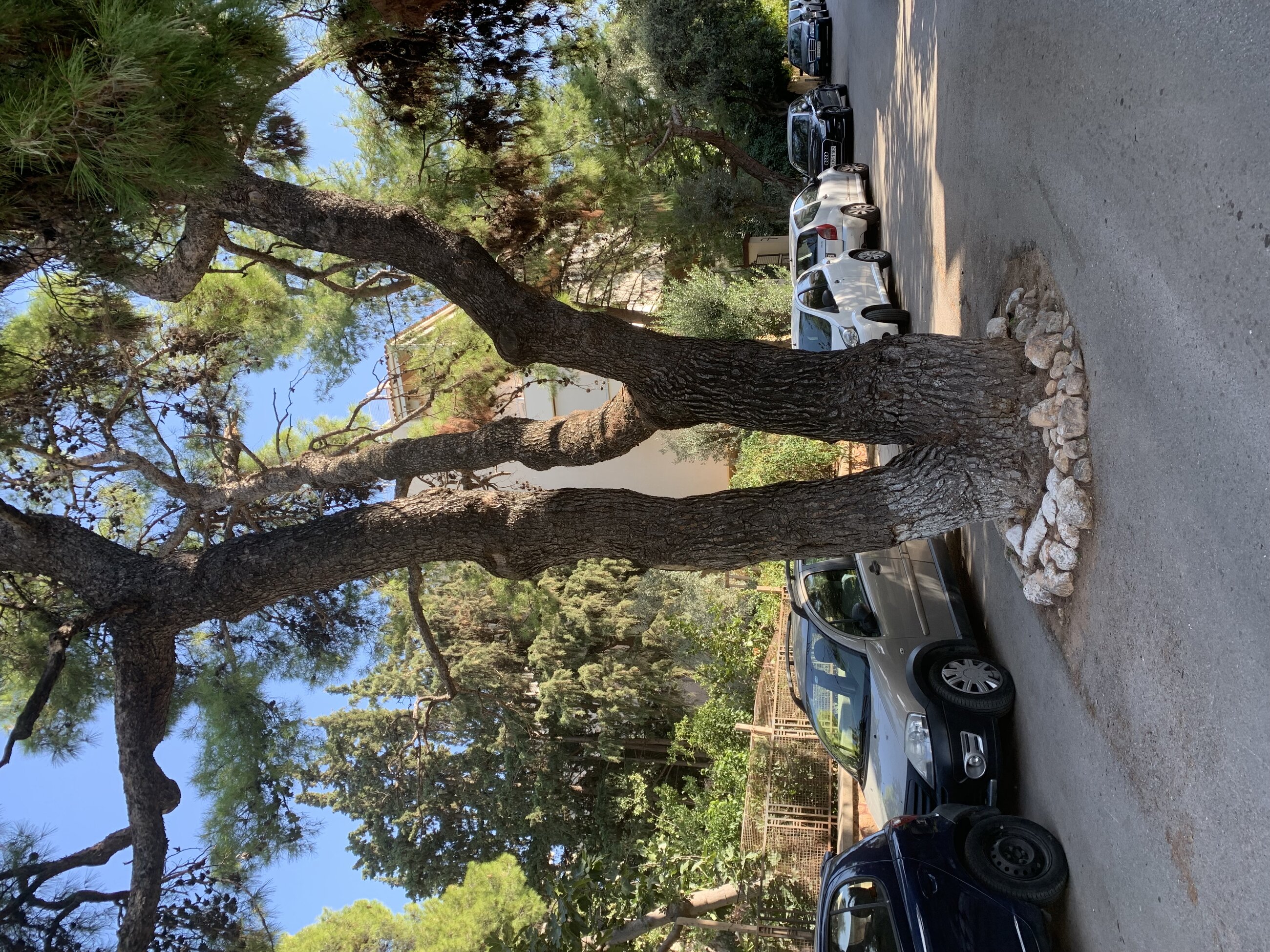 My favorite tree in the middle of the road :)
