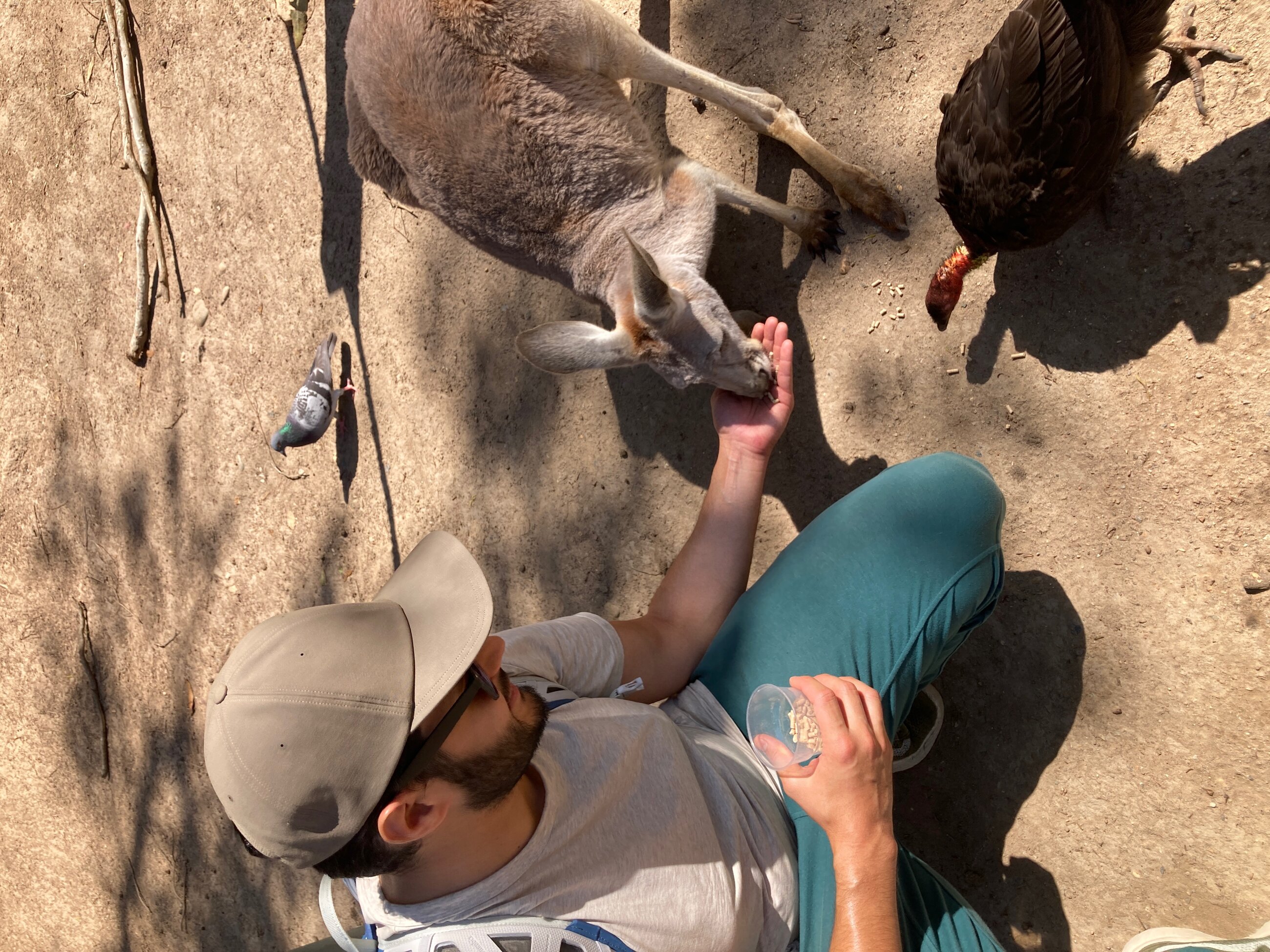 Kangaroos at Currumbin!
