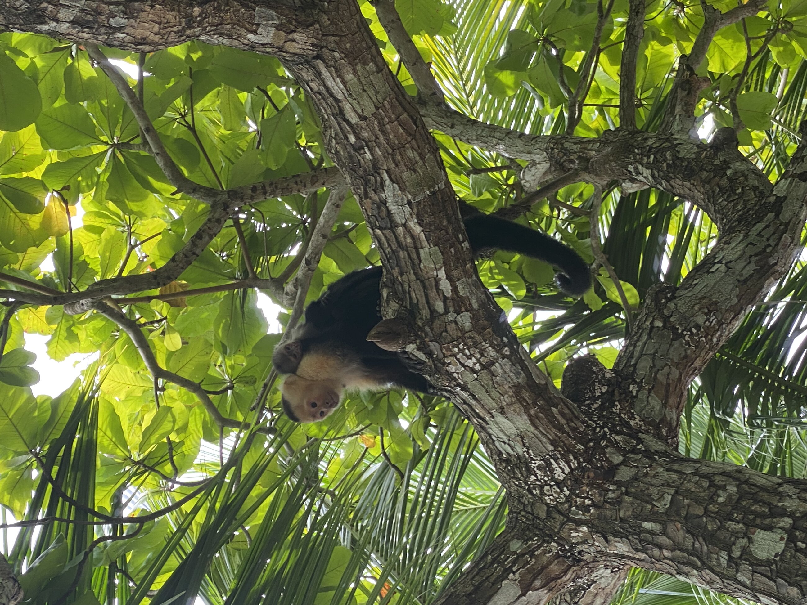 Wildlife