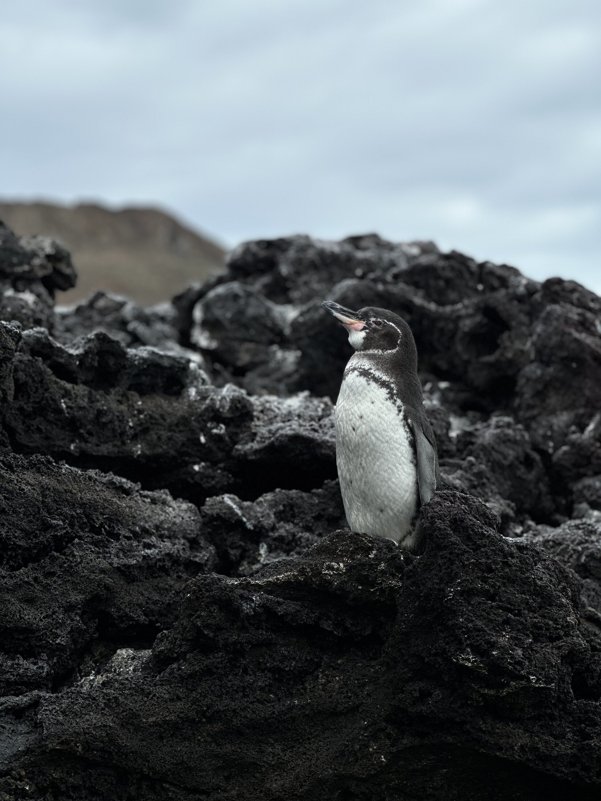 Galapagos Pinguin