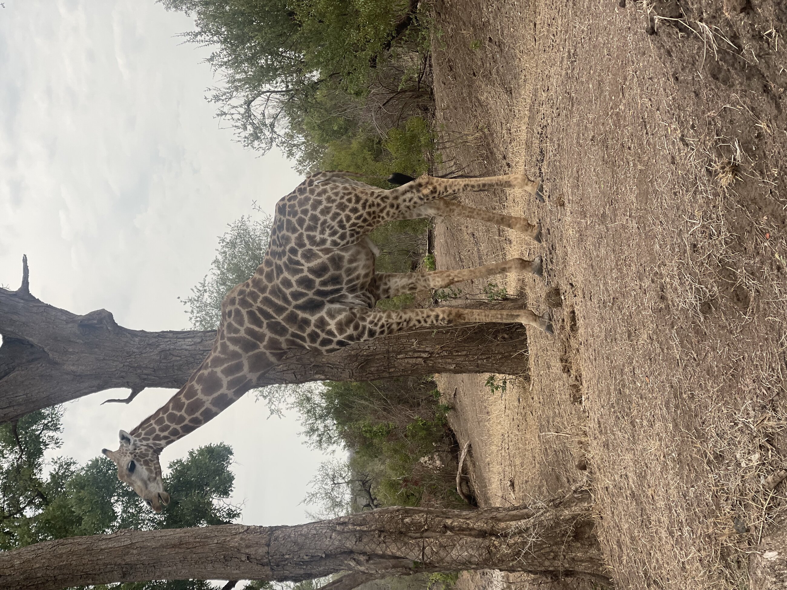 Giraffe 