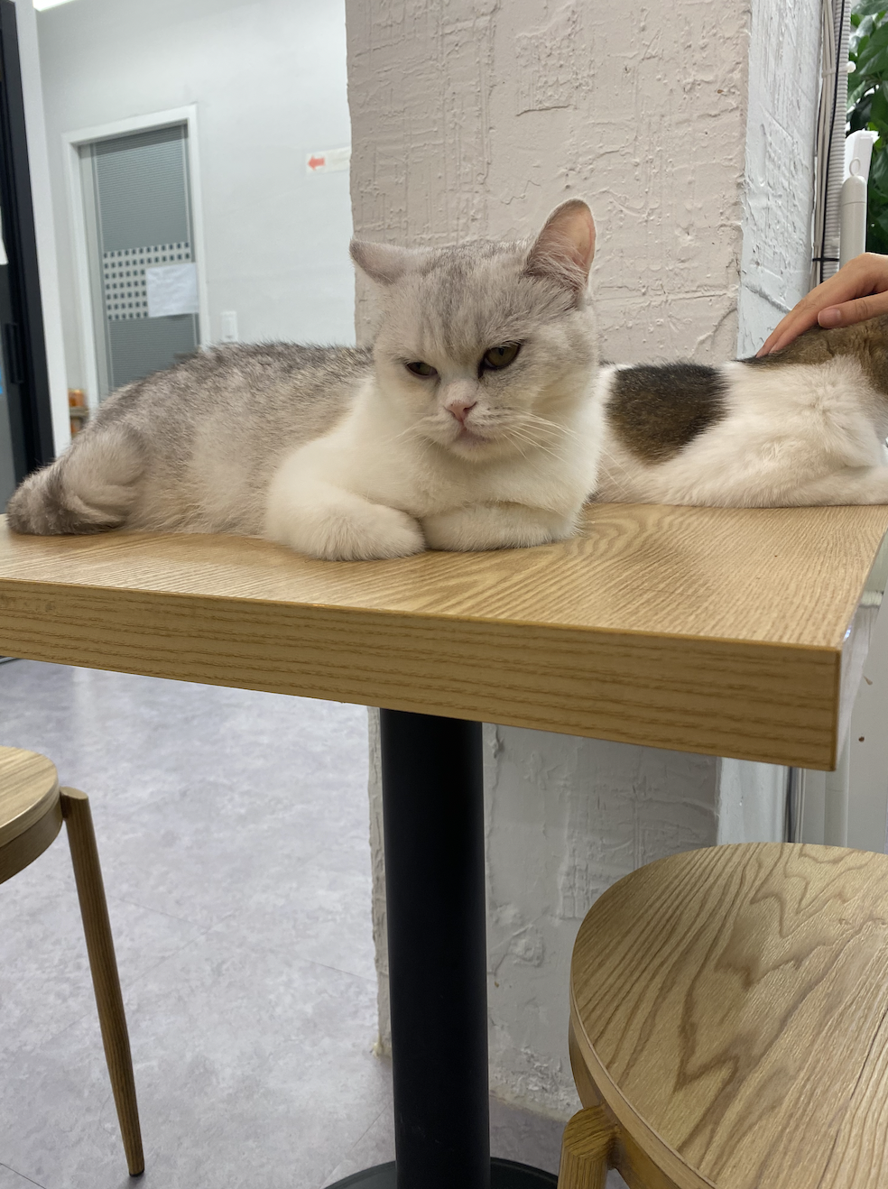 Cat cafe