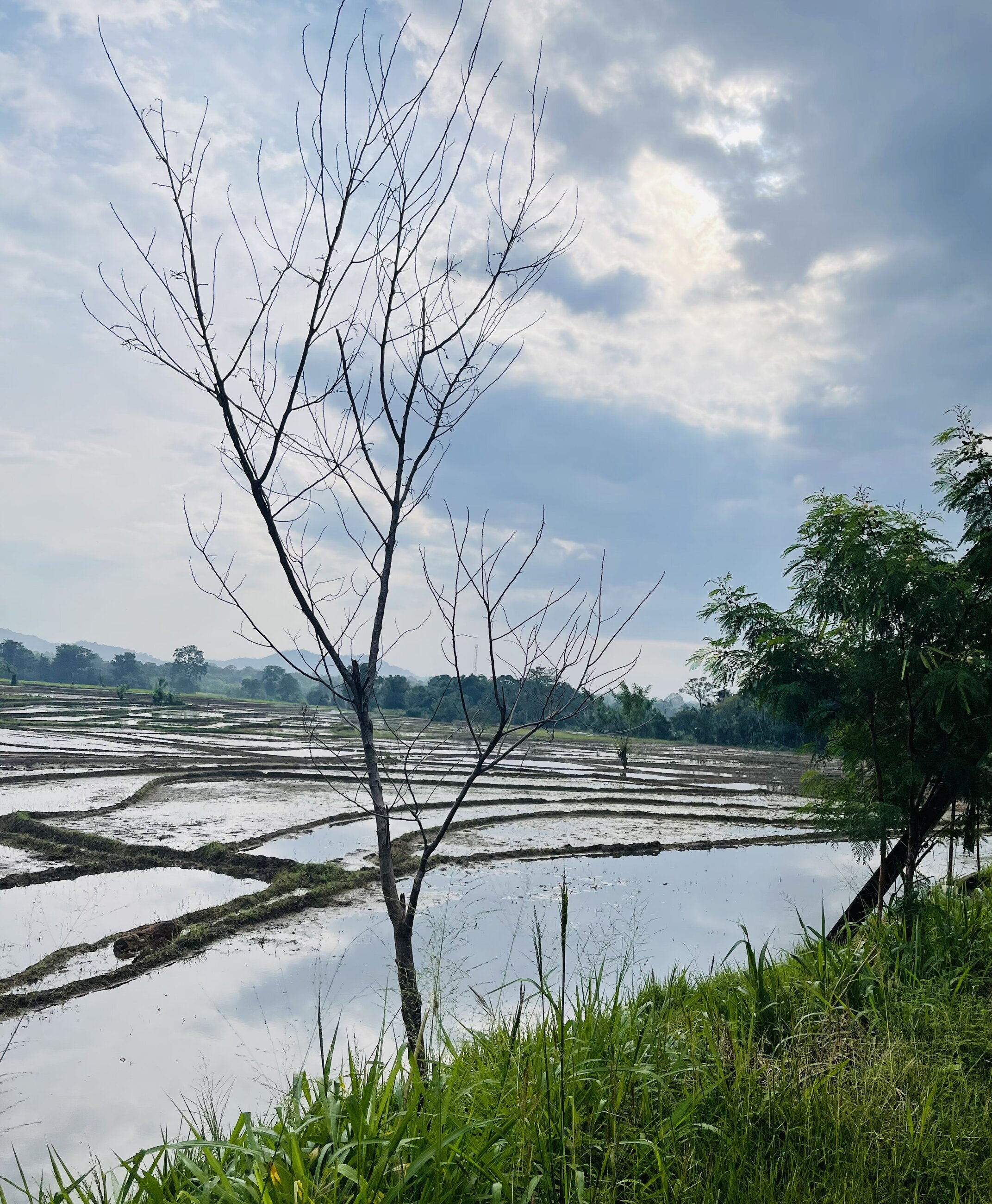 Rice field