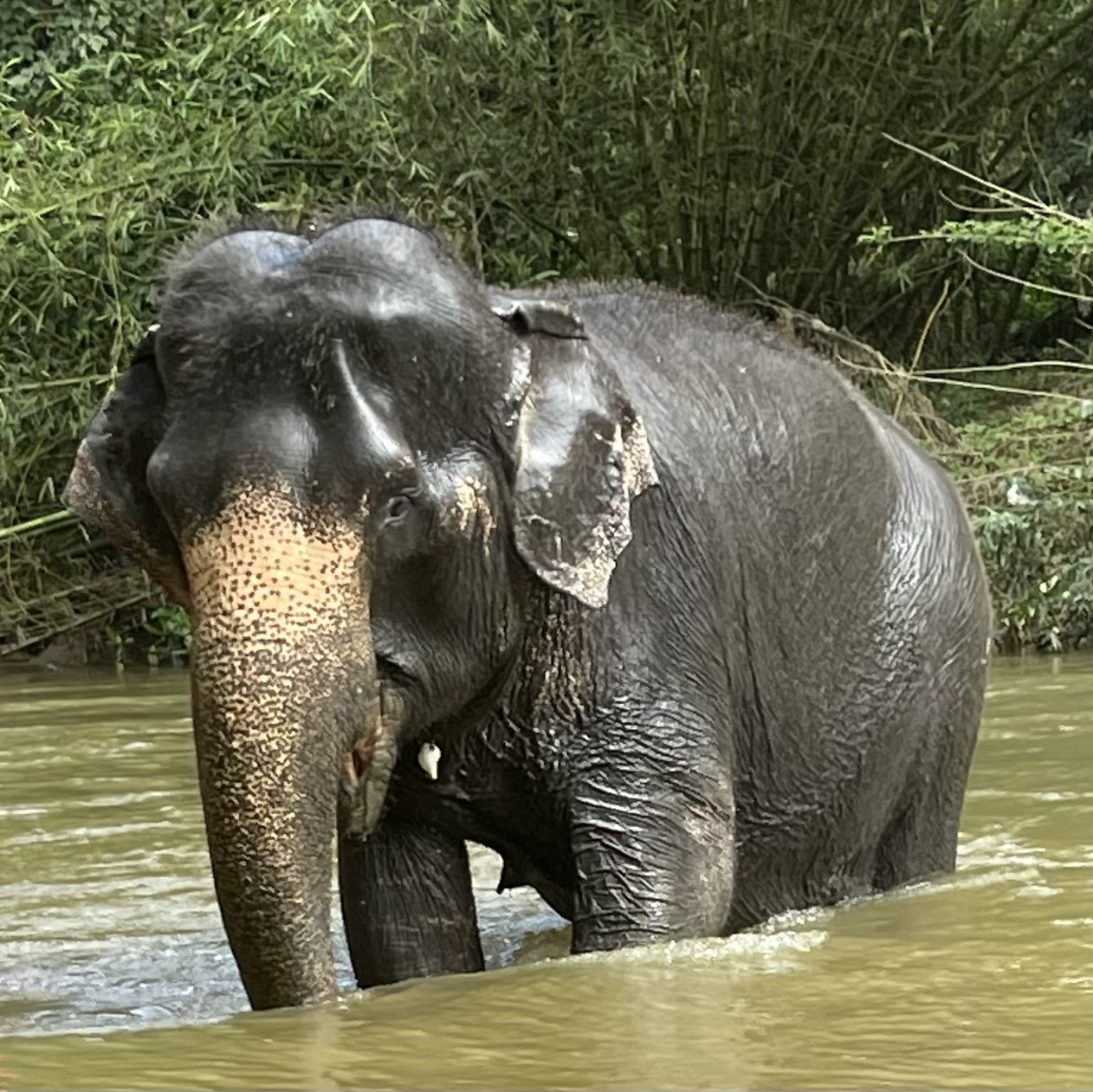 Mali, rescued from hard labour