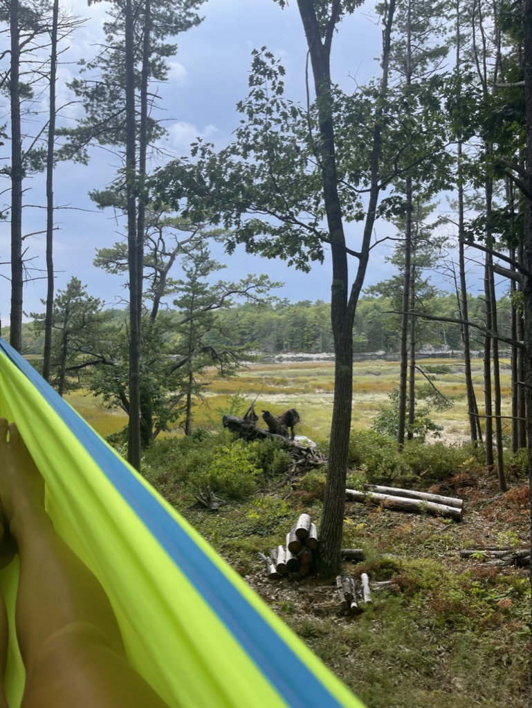 hammock view of the water
