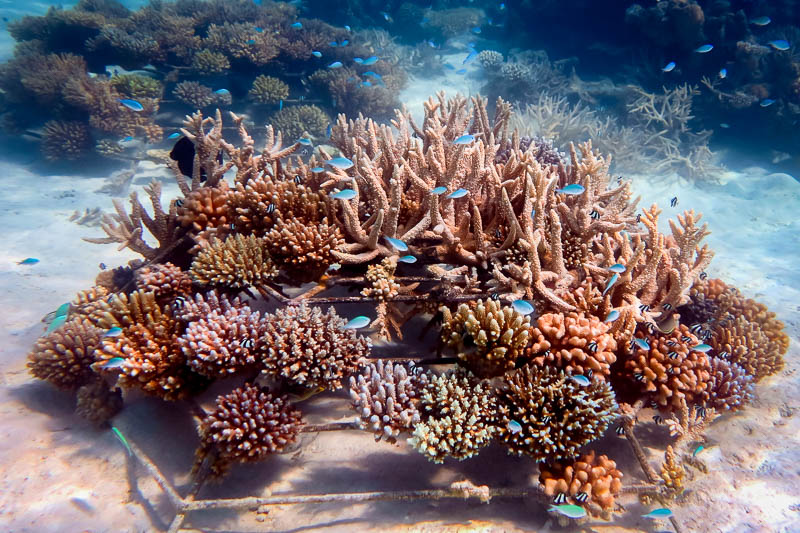 coral plant