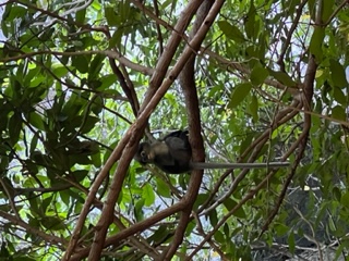 Dusty Langur