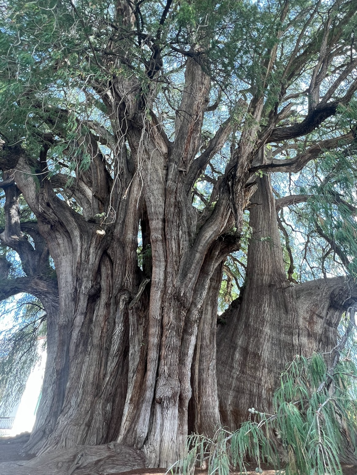 Árbol del Tule